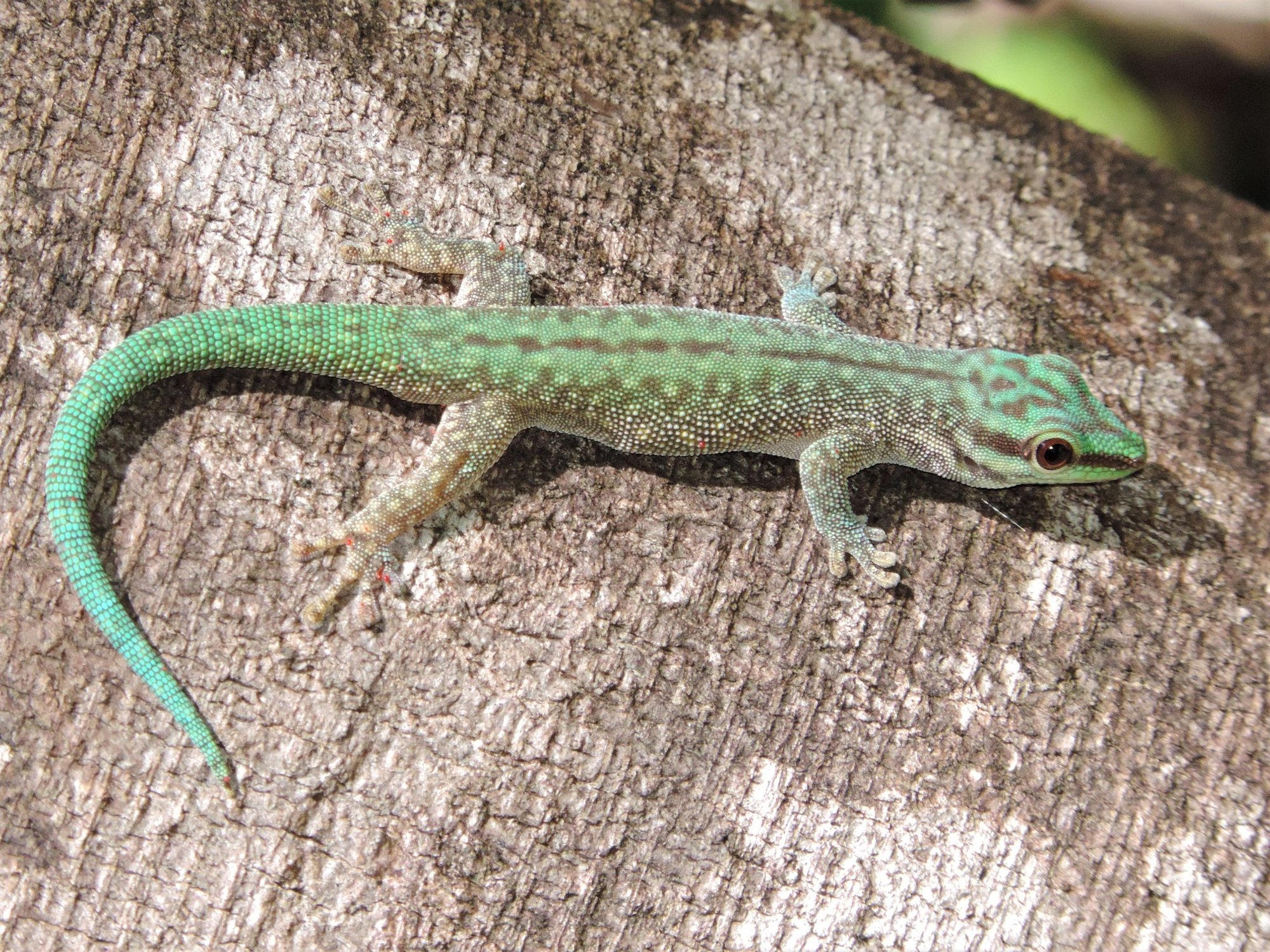 Abbotts Taggecko (Phelsuma abbotti), typisches Aussehen der Art