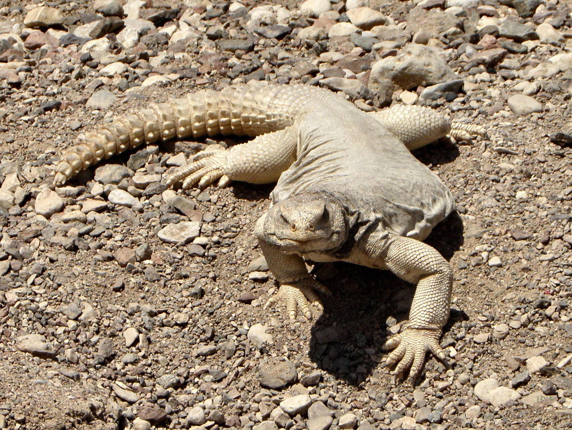 Ägyptische Dornschwanzagame (Uromastyx aegyptia), typisches Aussehen der Art