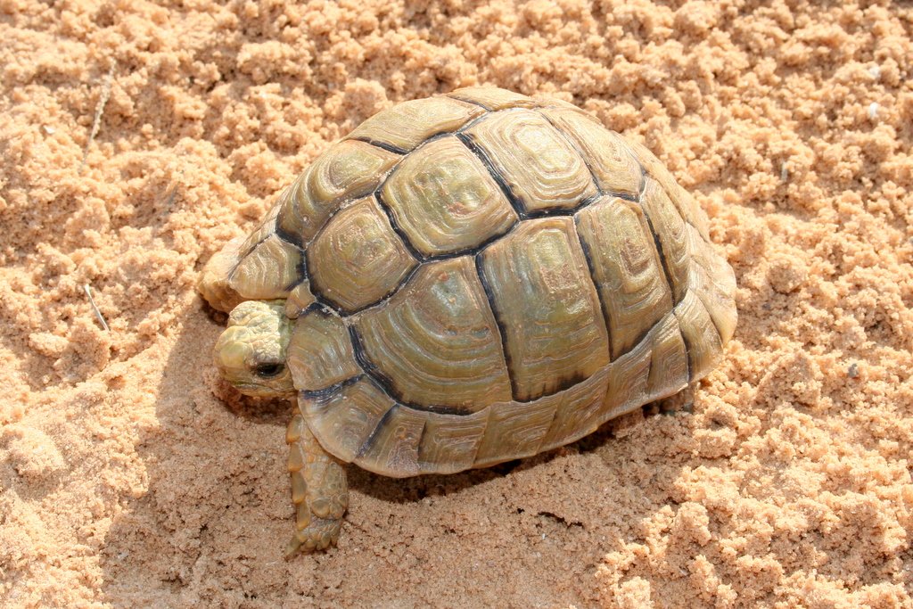 Ägyptische Landschildkröte (Testudo kleinmanni), typisches Aussehen der Art