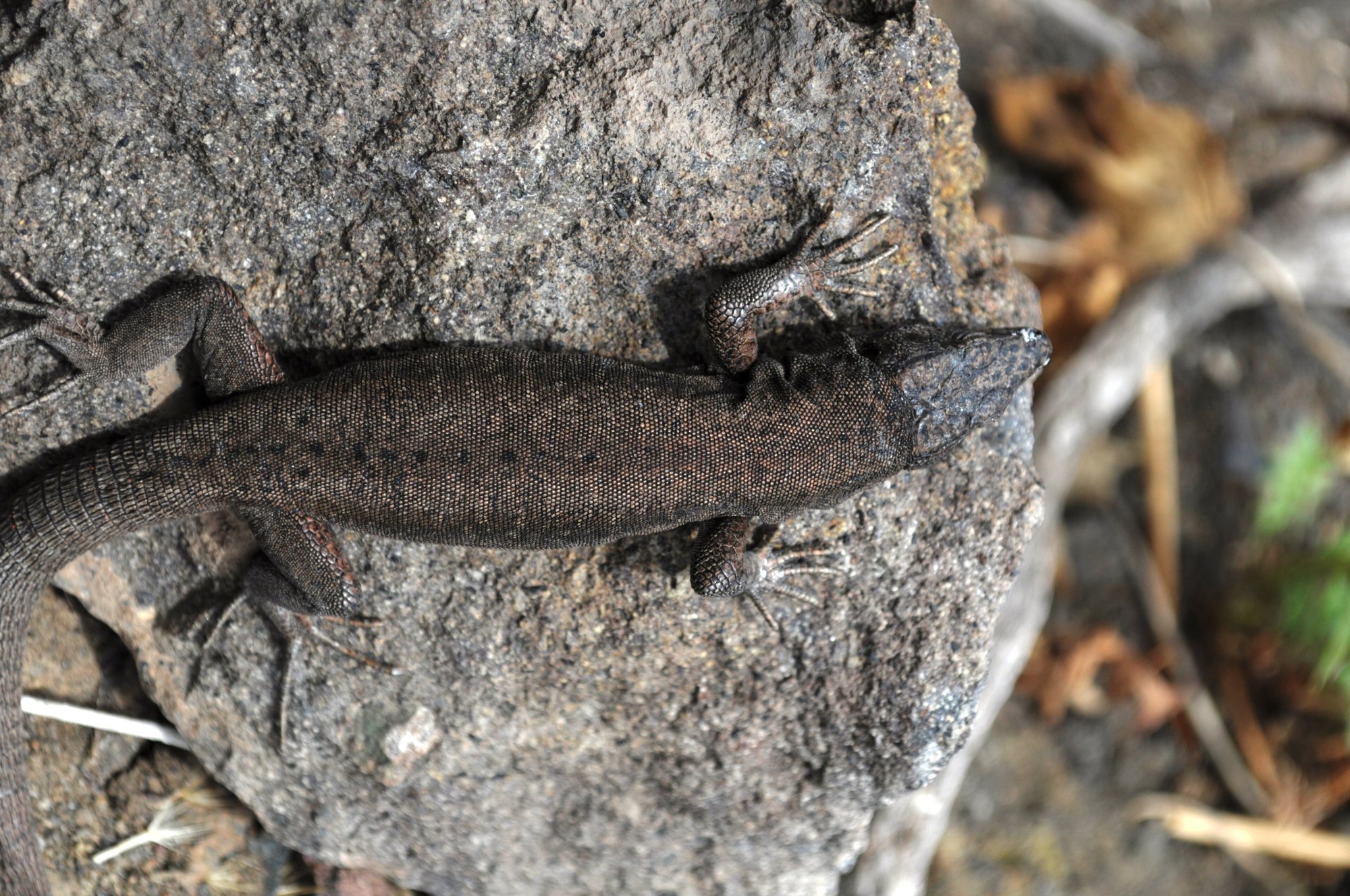 Aeolische Mauereidechse (Podarcis raffonei), typisches Aussehen der Art