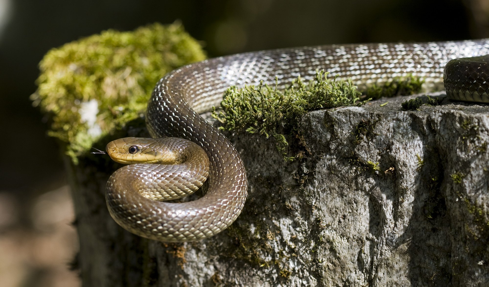Äskulapnatter (Zamenis longissimus), typisches Aussehen der Art