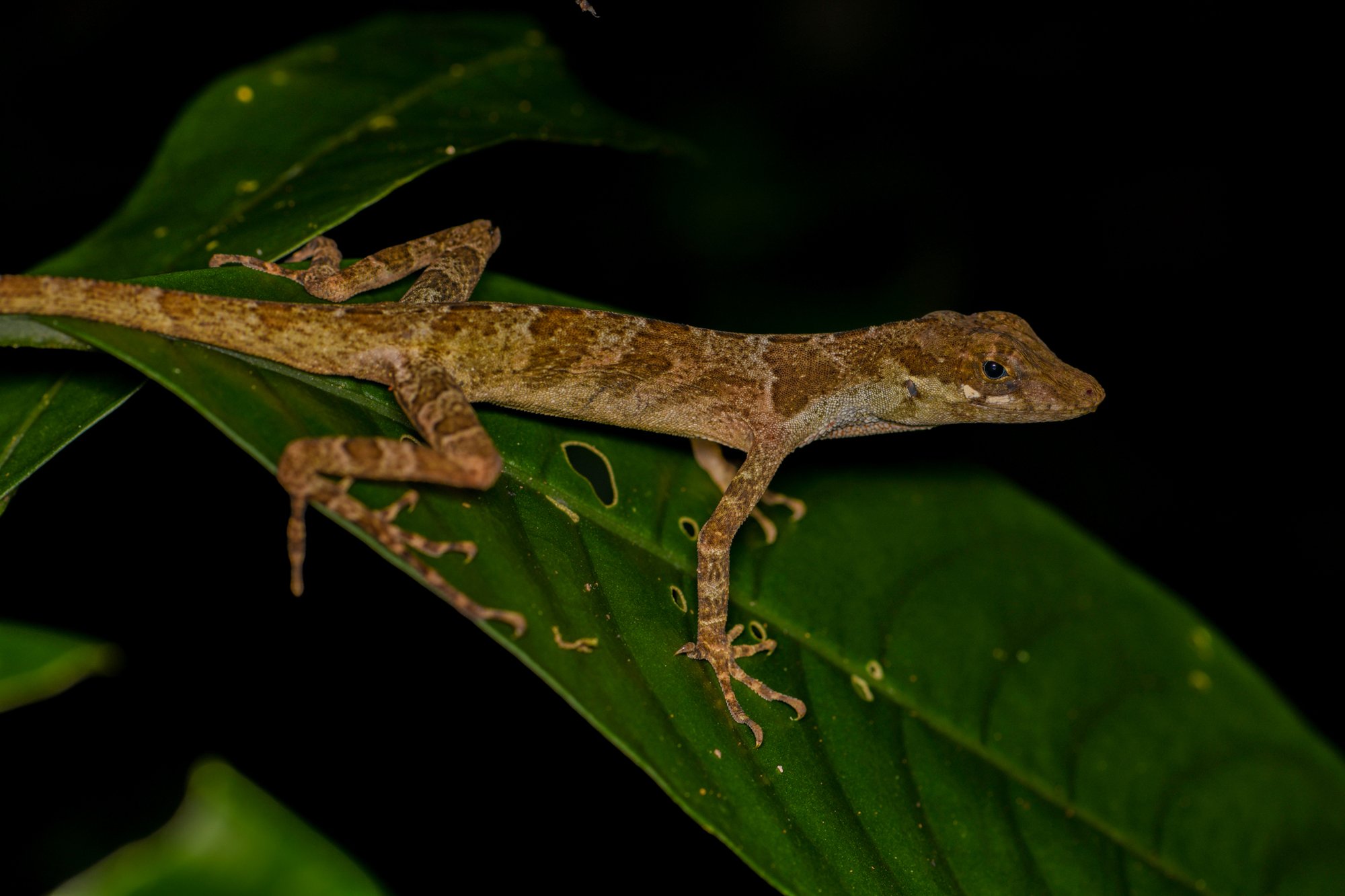 Affenanolis (Anolis lemurinus), typisches Aussehen der Art