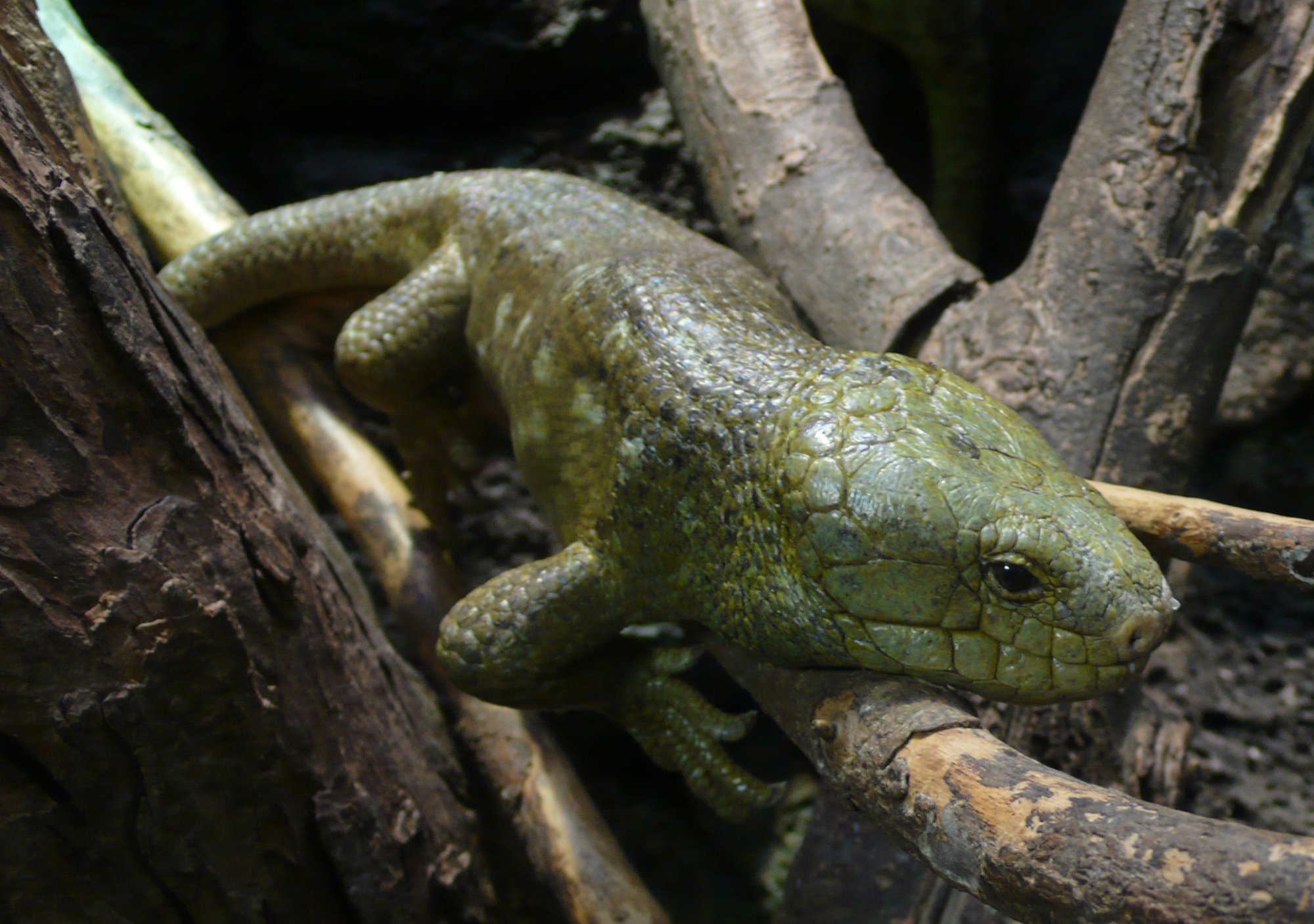 Affenschwanzskink (Corucia zebrata), typisches Aussehen der Art