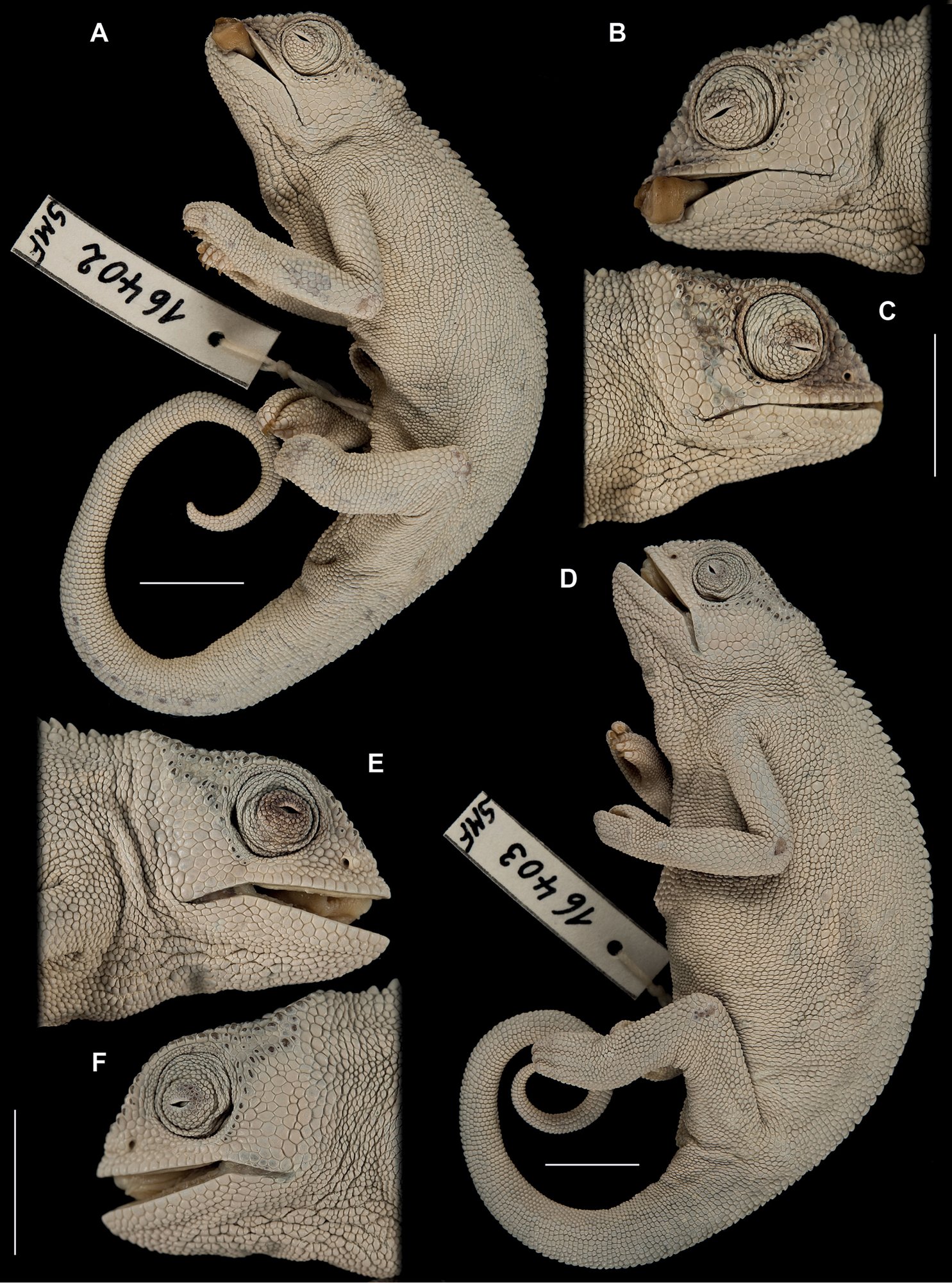 Affinis-Chamäleon (Trioceros affinis), typisches Aussehen der Art