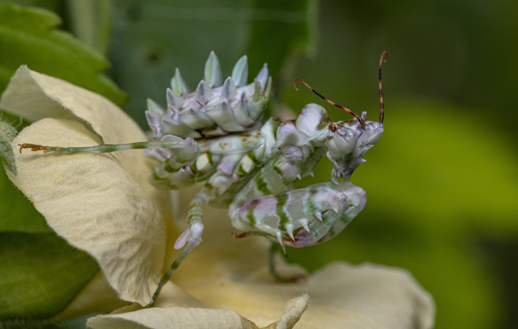 Afrikanische Blumenmantis (Pseudocreobotra wahlbergii), typisches Aussehen der Art