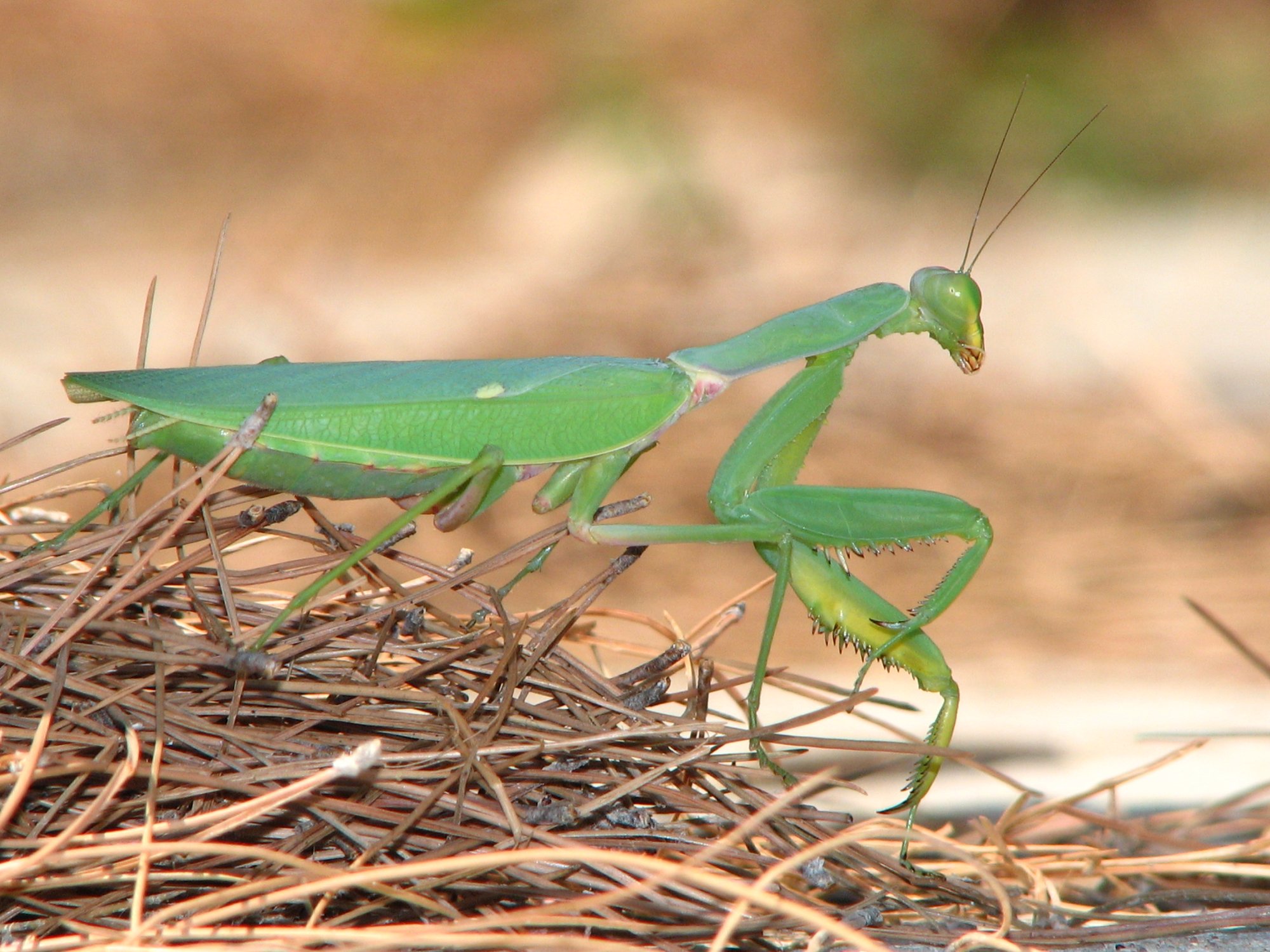 Afrikanische Riesenmantis (Sphodromantis viridis), typisches Aussehen der Art