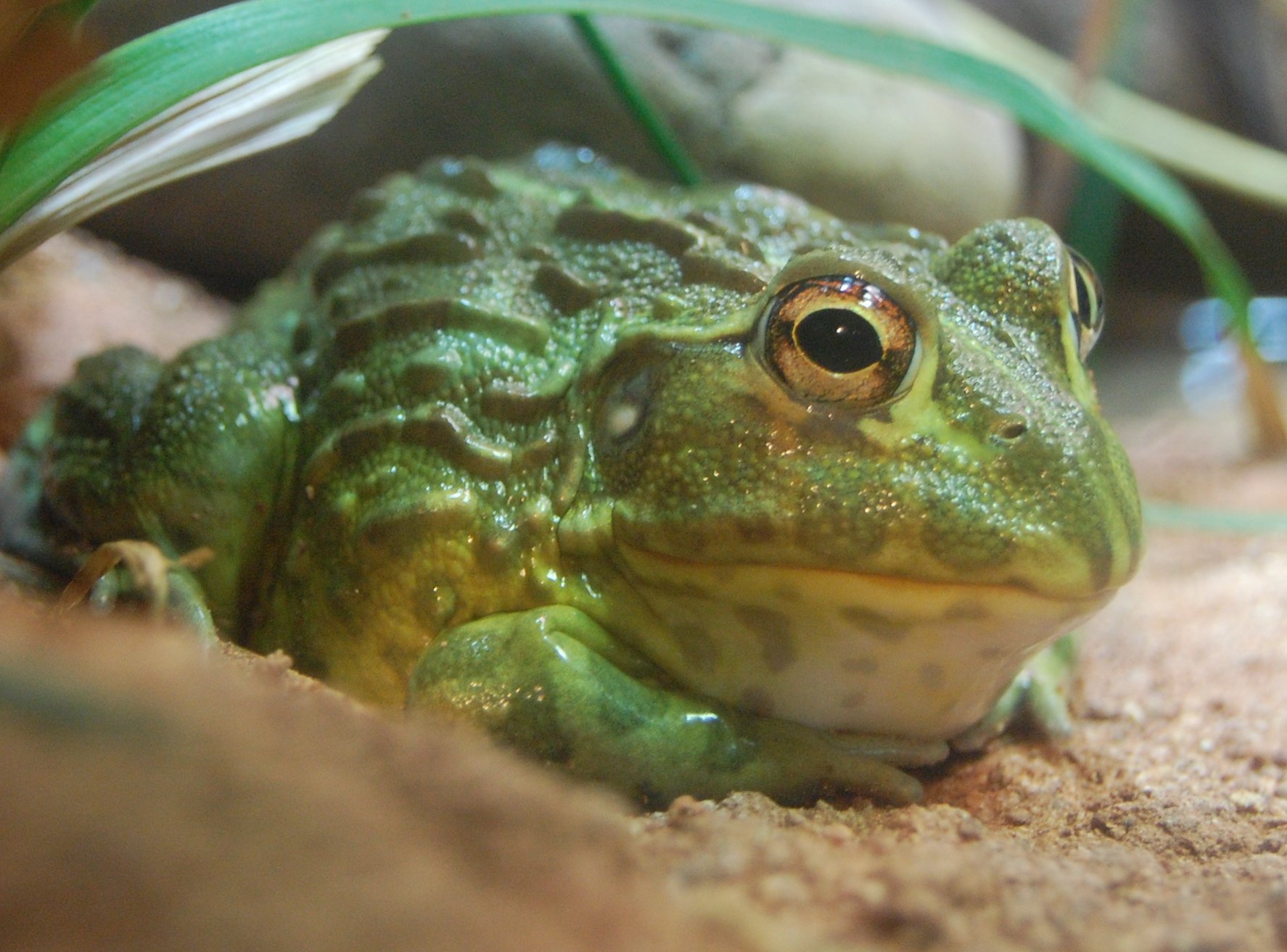 Afrikanischer Ochsenfrosch (Pyxicephalus adspersus), typisches Aussehen der Art