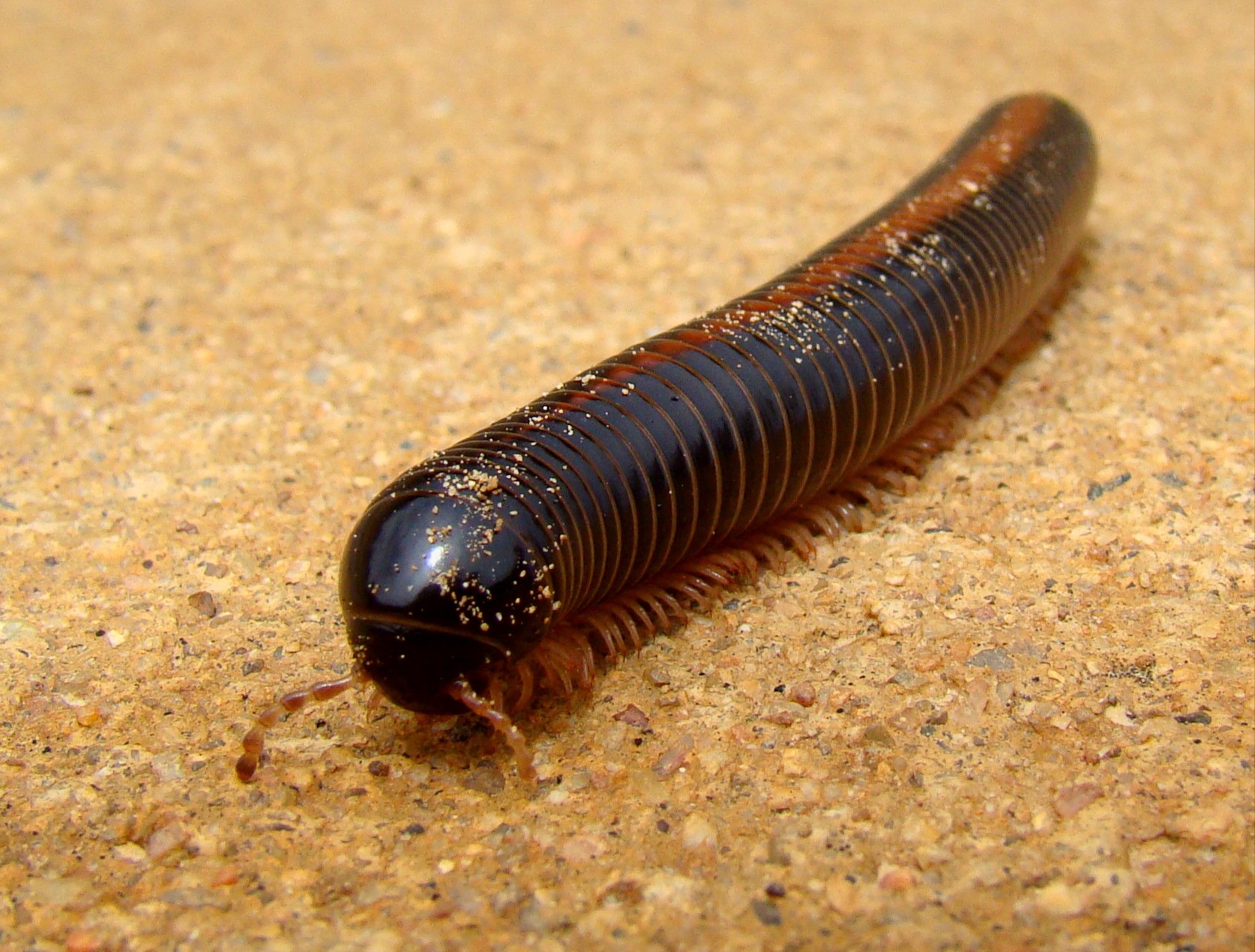 Afrikanischer Riesentausendfüßer (Archispirostreptus gigas), typisches Aussehen der Art