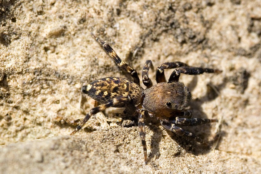 Algerische Springspinne (Cyrba algerina), typisches Aussehen der Art