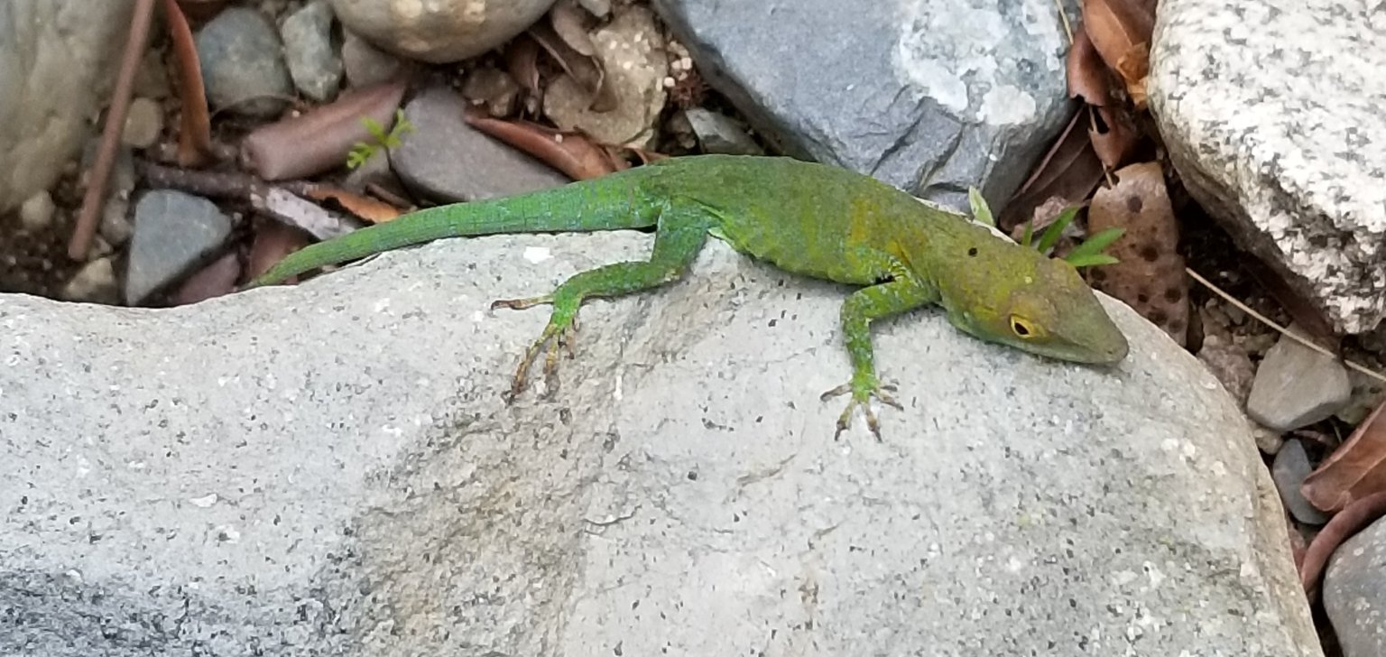 Aliniger-Anolis (Anolis aliniger), typisches Aussehen der Art