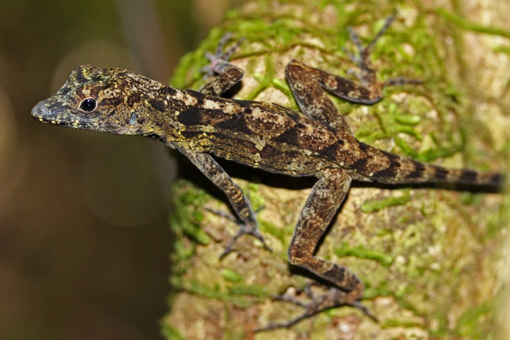 Allogus-Anolis (Anolis allogus), typisches Aussehen der Art