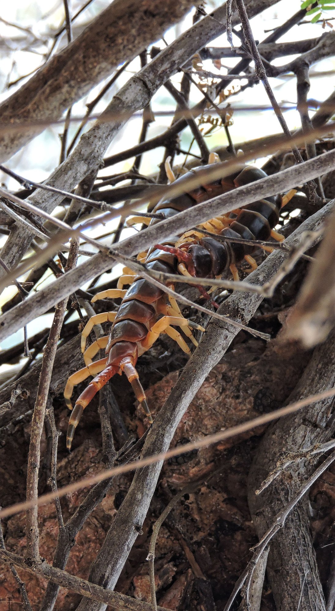 Amazonas-Riesenläufer (Scolopendra gigantea), typisches Aussehen der Art