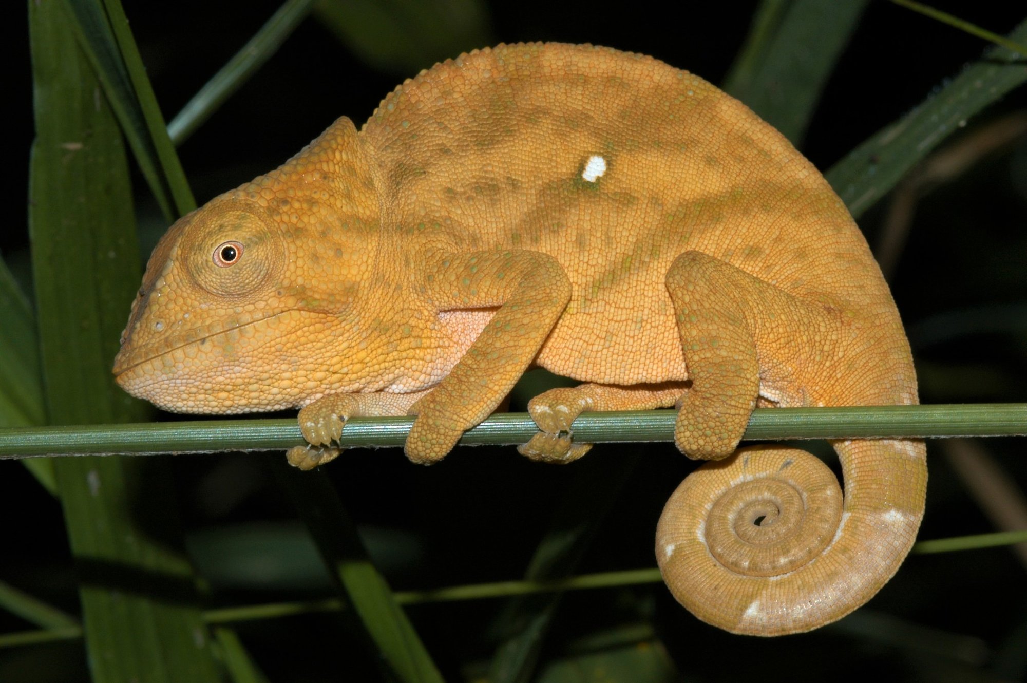 Ambre-Chamäleon (Calumma ambreense), typisches Aussehen der Art