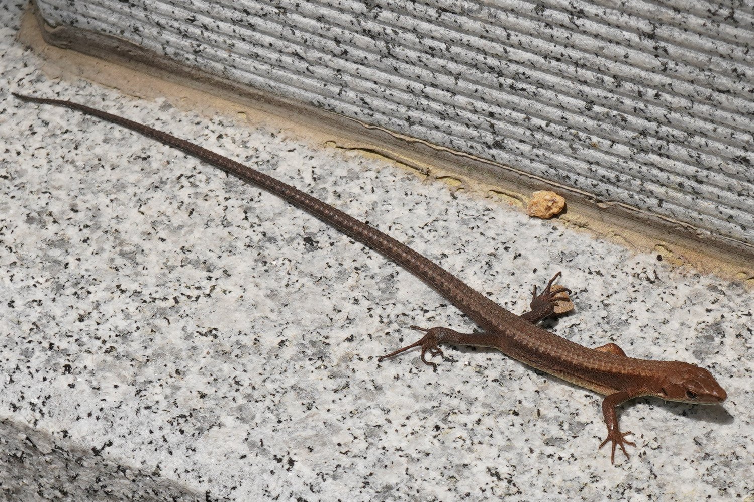 Amur-Langschwanzeidechse (Takydromus amurensis), typisches Aussehen der Art