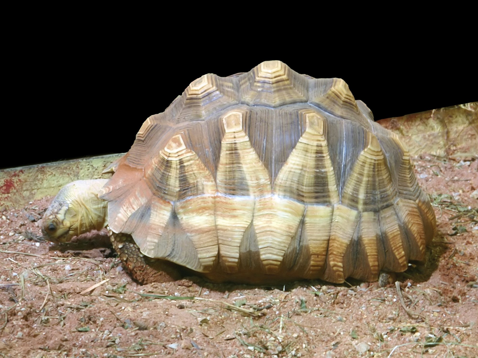 Angonoka (Astrochelys yniphora), typisches Aussehen der Art