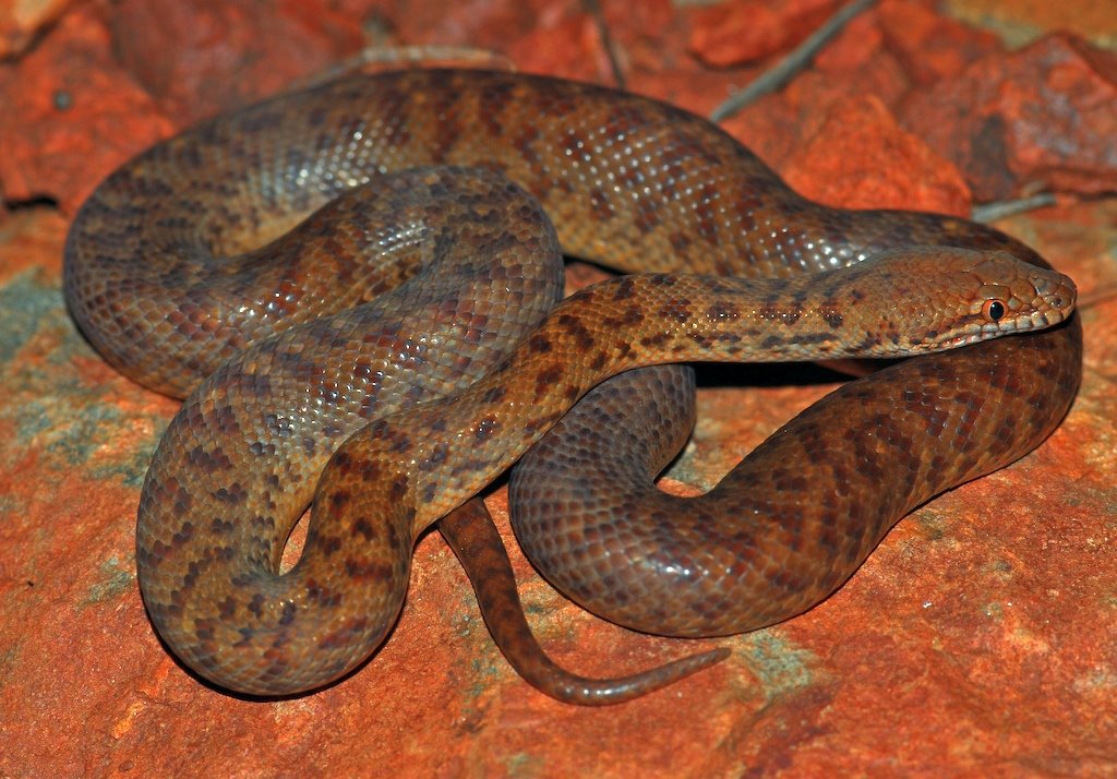 Anthill Python (Antaresia perthensis), typisches Aussehen der Art