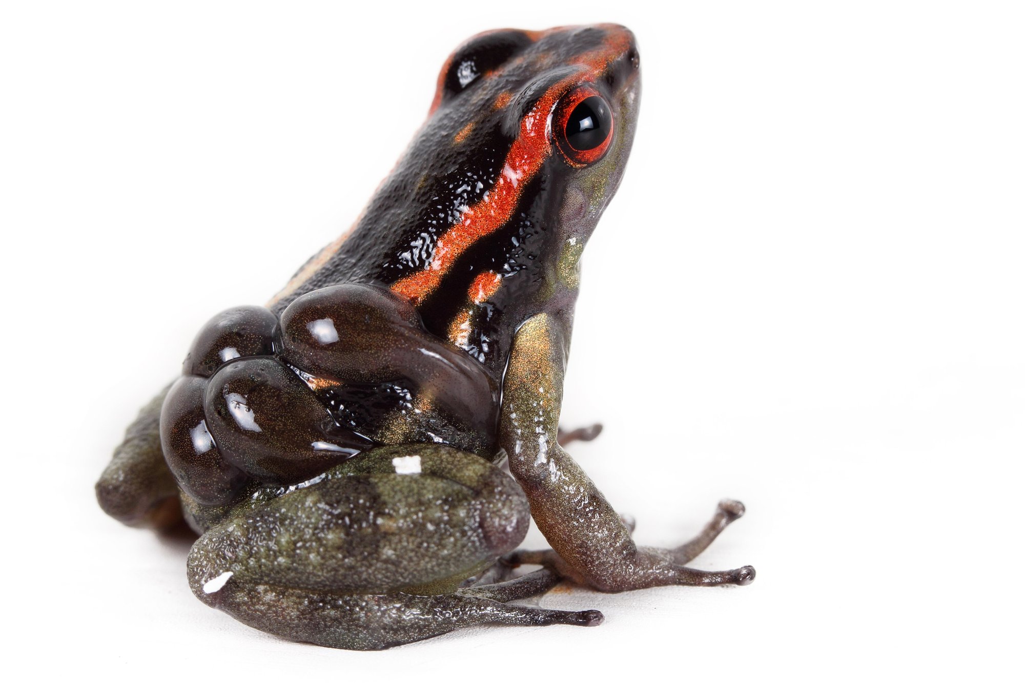 Anthonys Baumsteiger (Hyloxalus nexipus), typisches Aussehen der Art