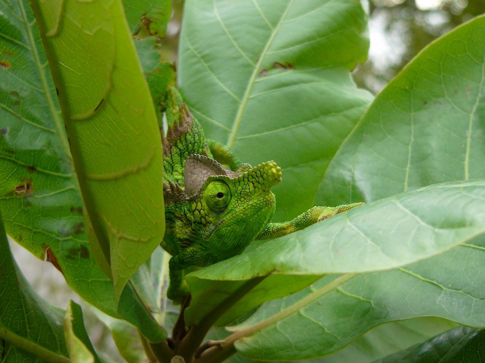 Antimena-Chamäleon (Furcifer antimena), typisches Aussehen der Art