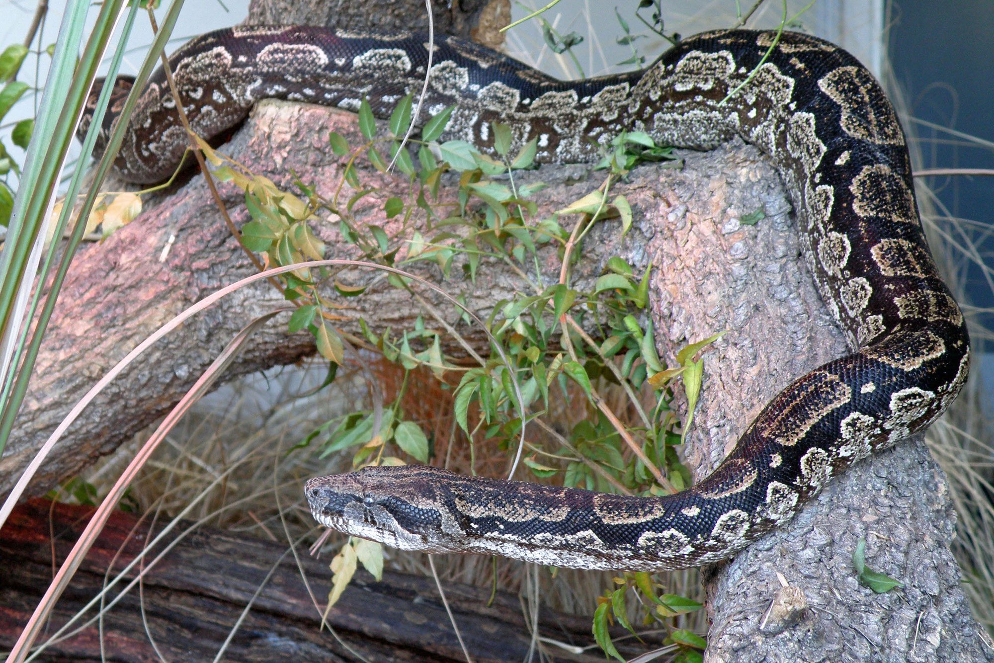Argentinische Boa (Boa constrictor occidentalis), typisches Aussehen der Art