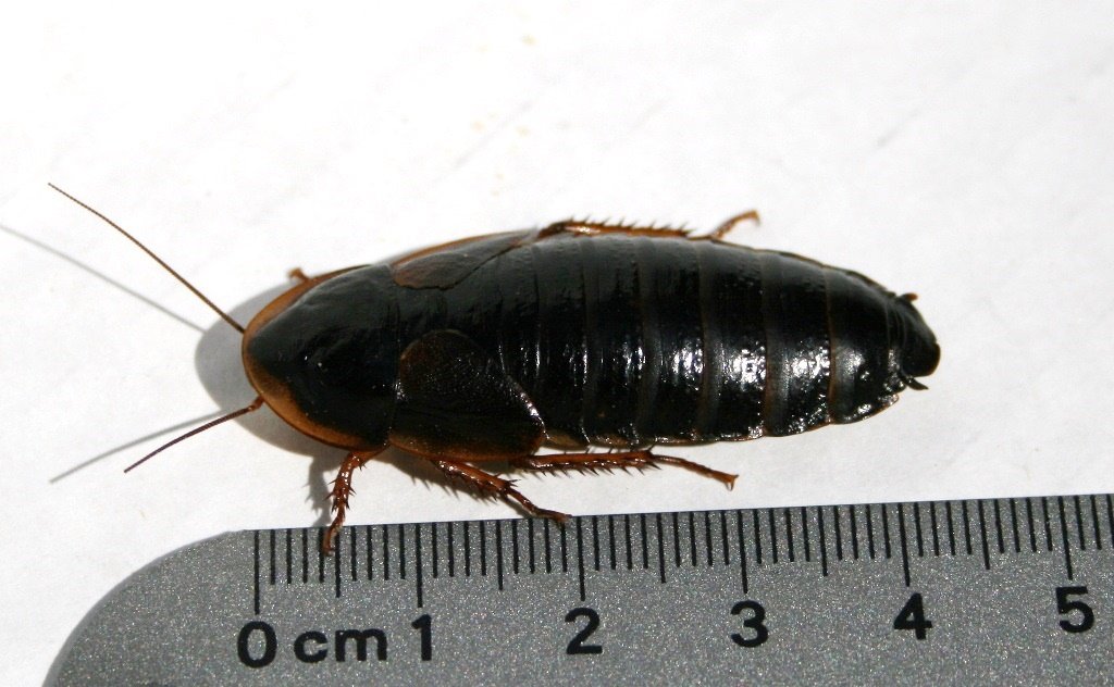 Argentinische Waldschabe (Blaptica dubia), typisches Aussehen der Art