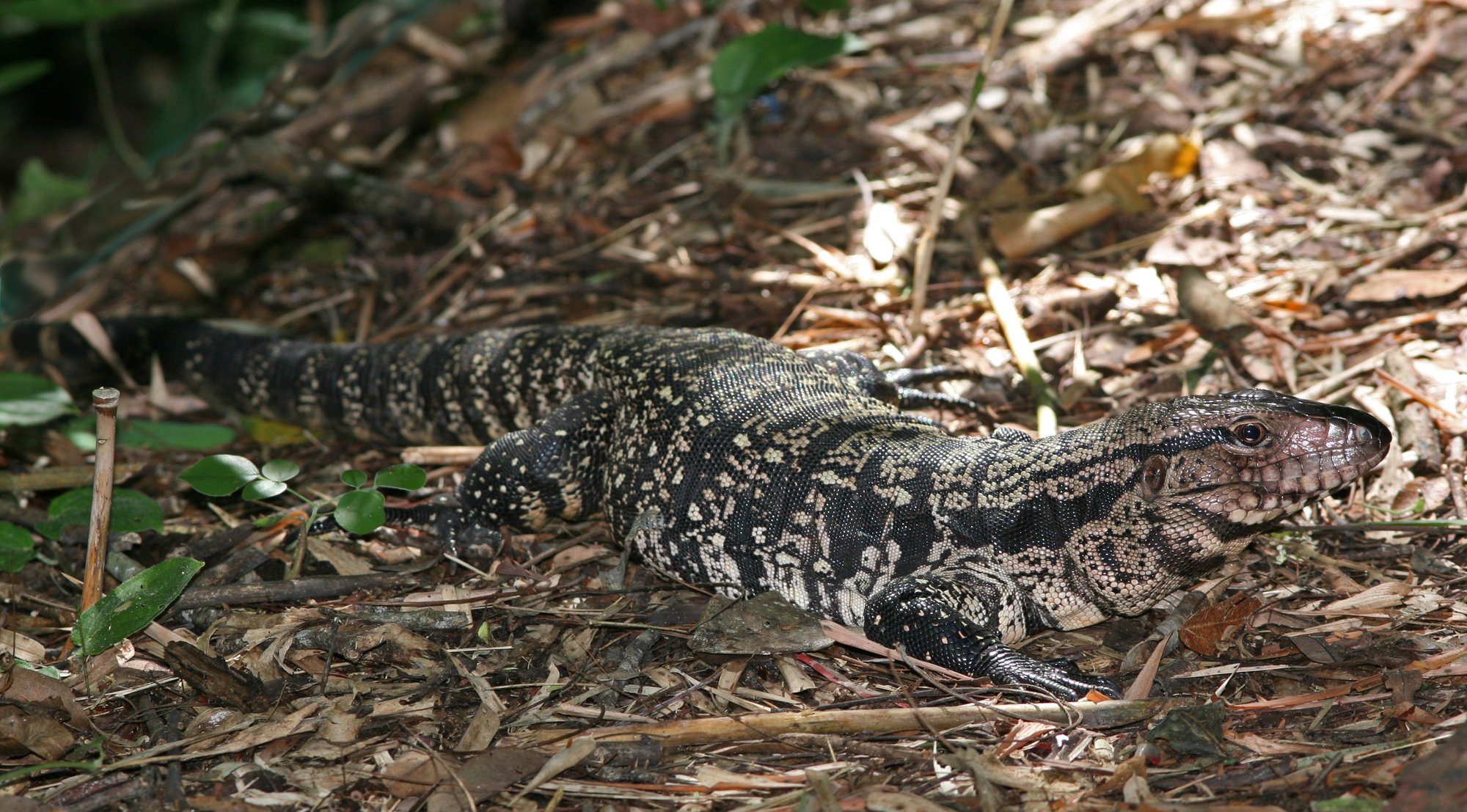 Argentinischer Schwarzweißtegu (Salvator merianae), typisches Aussehen der Art