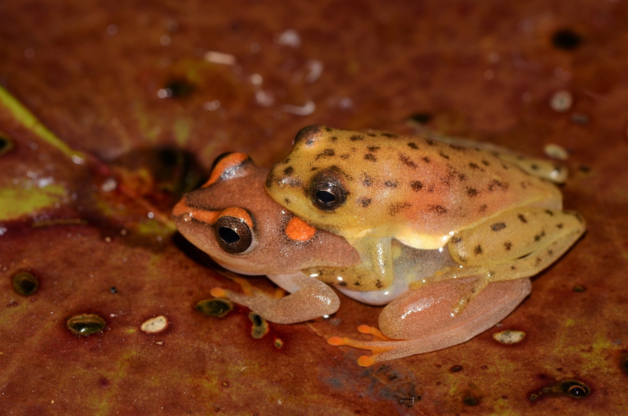 Argus-Riedfrosch (Hyperolius argus), typisches Aussehen der Art