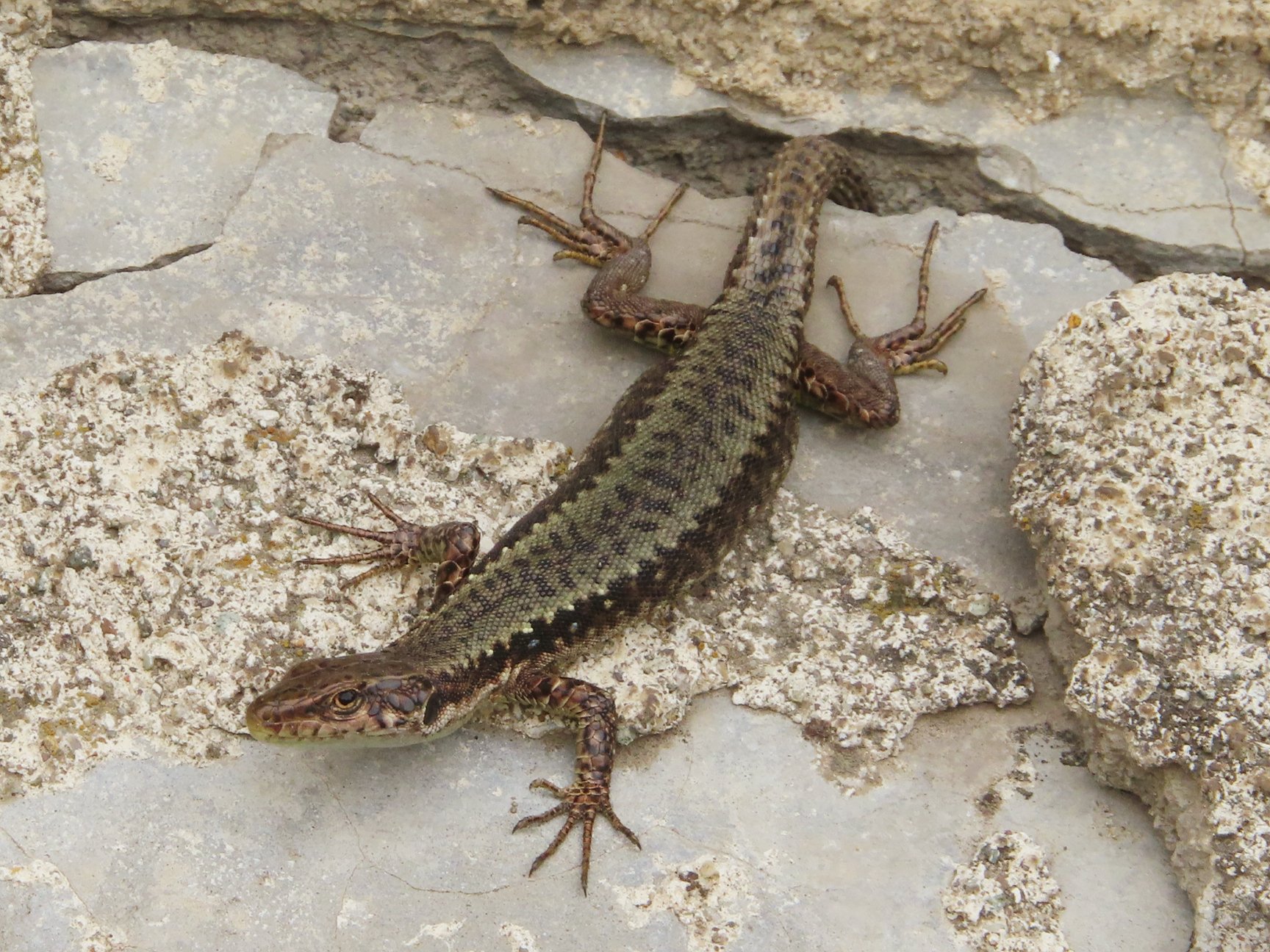 Armenische Felseidechse (Darevskia armeniaca), typisches Aussehen der Art