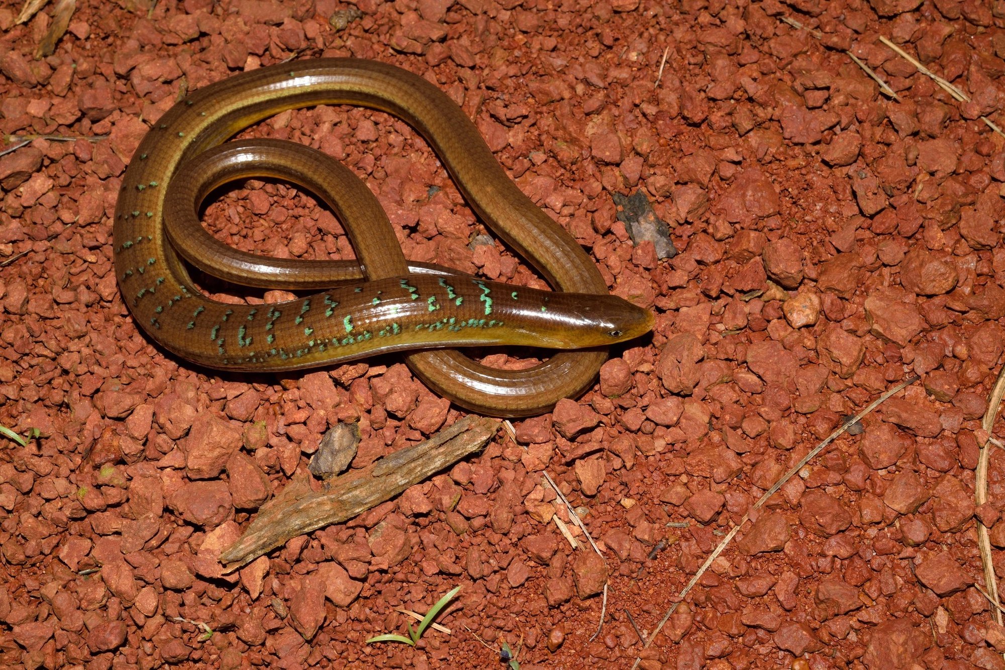 Asiatische Glasechse (Dopasia gracilis), typisches Aussehen der Art