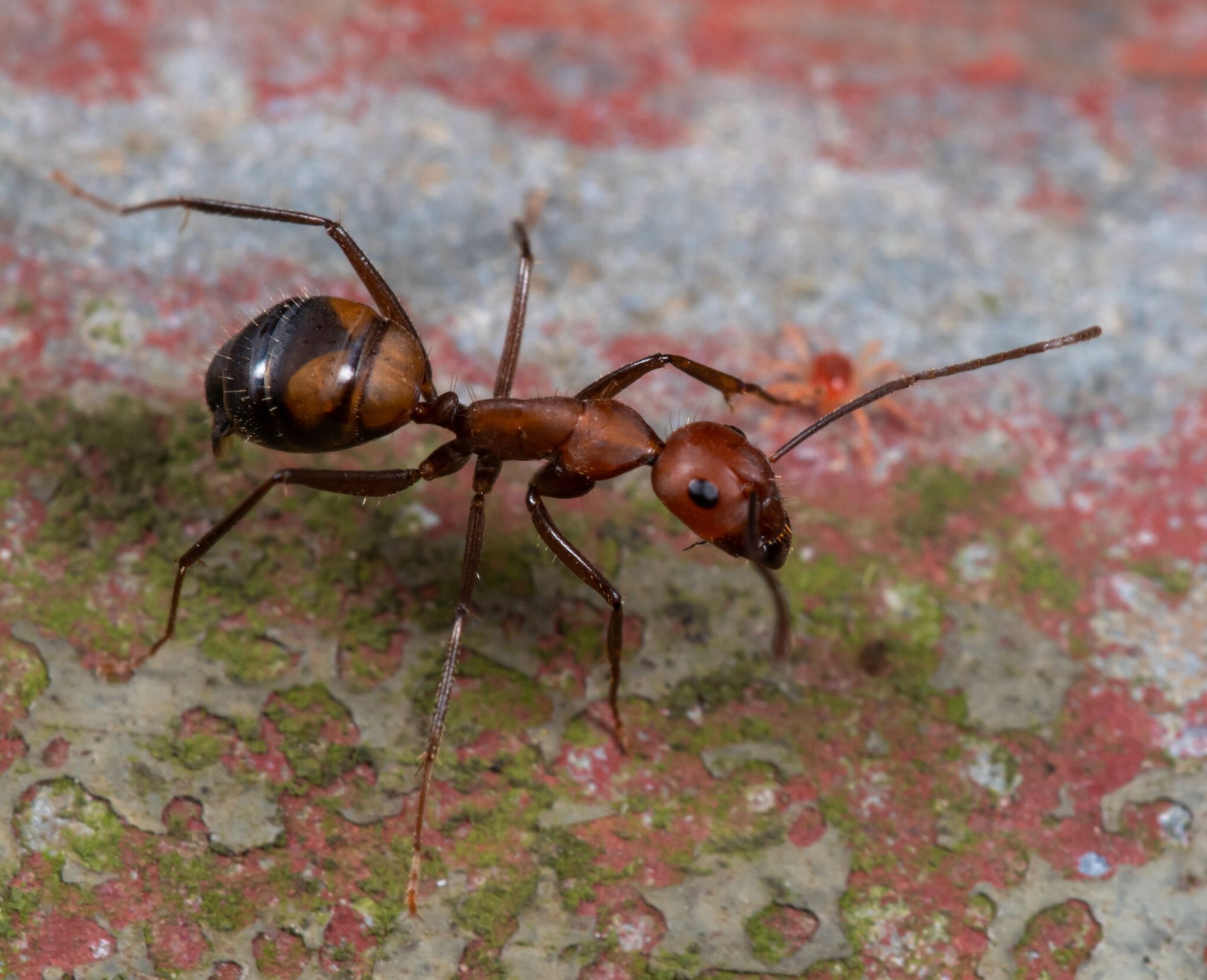 Asiatische Rossameise (Camponotus nicobarensis), typisches Aussehen der Art