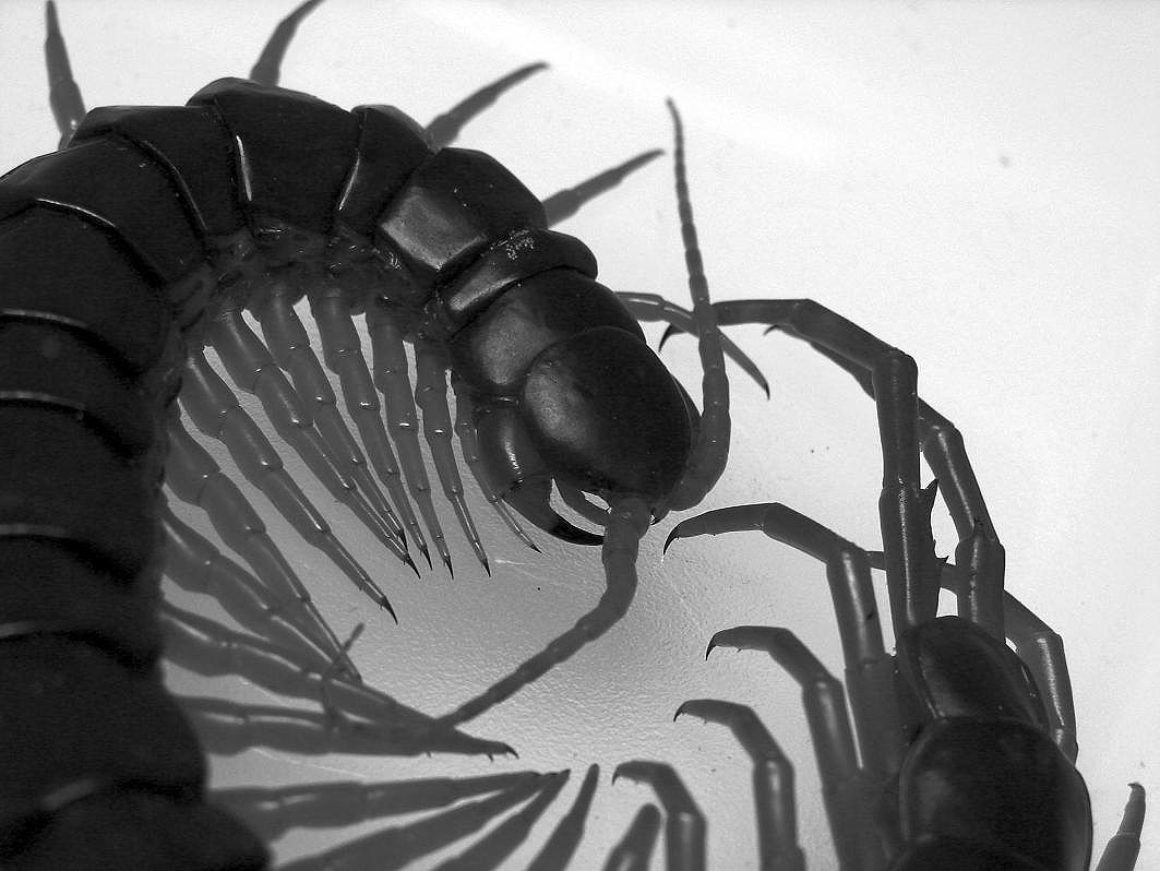 Asiatischer Riesenläufer (Scolopendra subspinipes), typisches Aussehen der Art