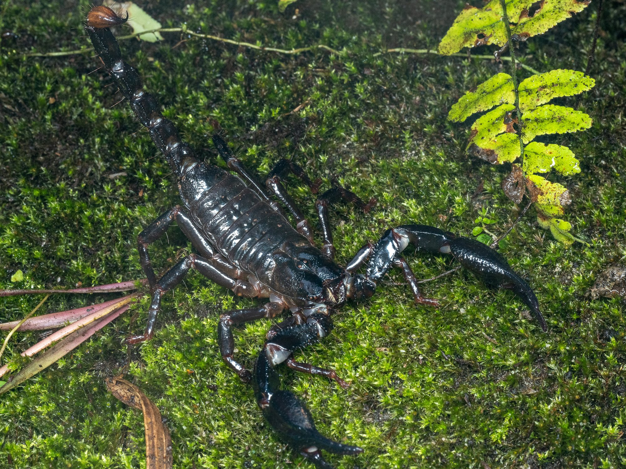 Asiatischer Riesenskorpion (Heterometrus longimanus), typisches Aussehen der Art