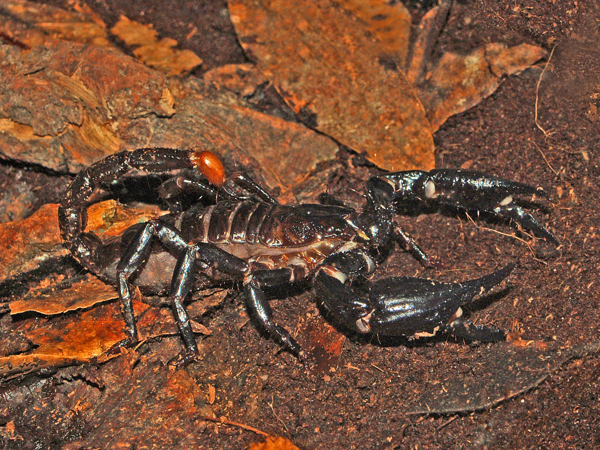 Asiatischer Waldskorpion (Heterometrus spinifer), typisches Aussehen der Art