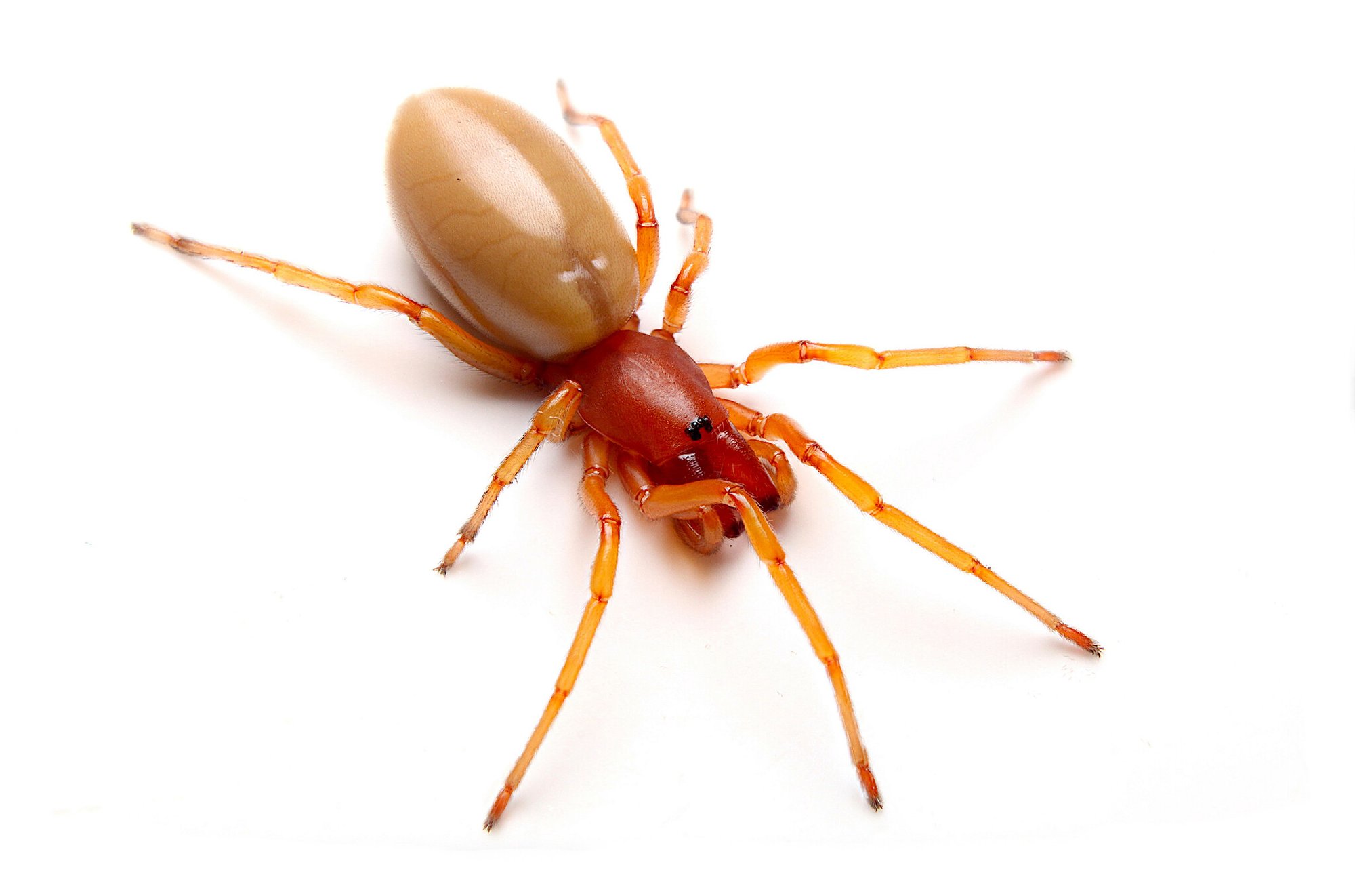 Asseljäger (Dysdera crocata), typisches Aussehen der Art