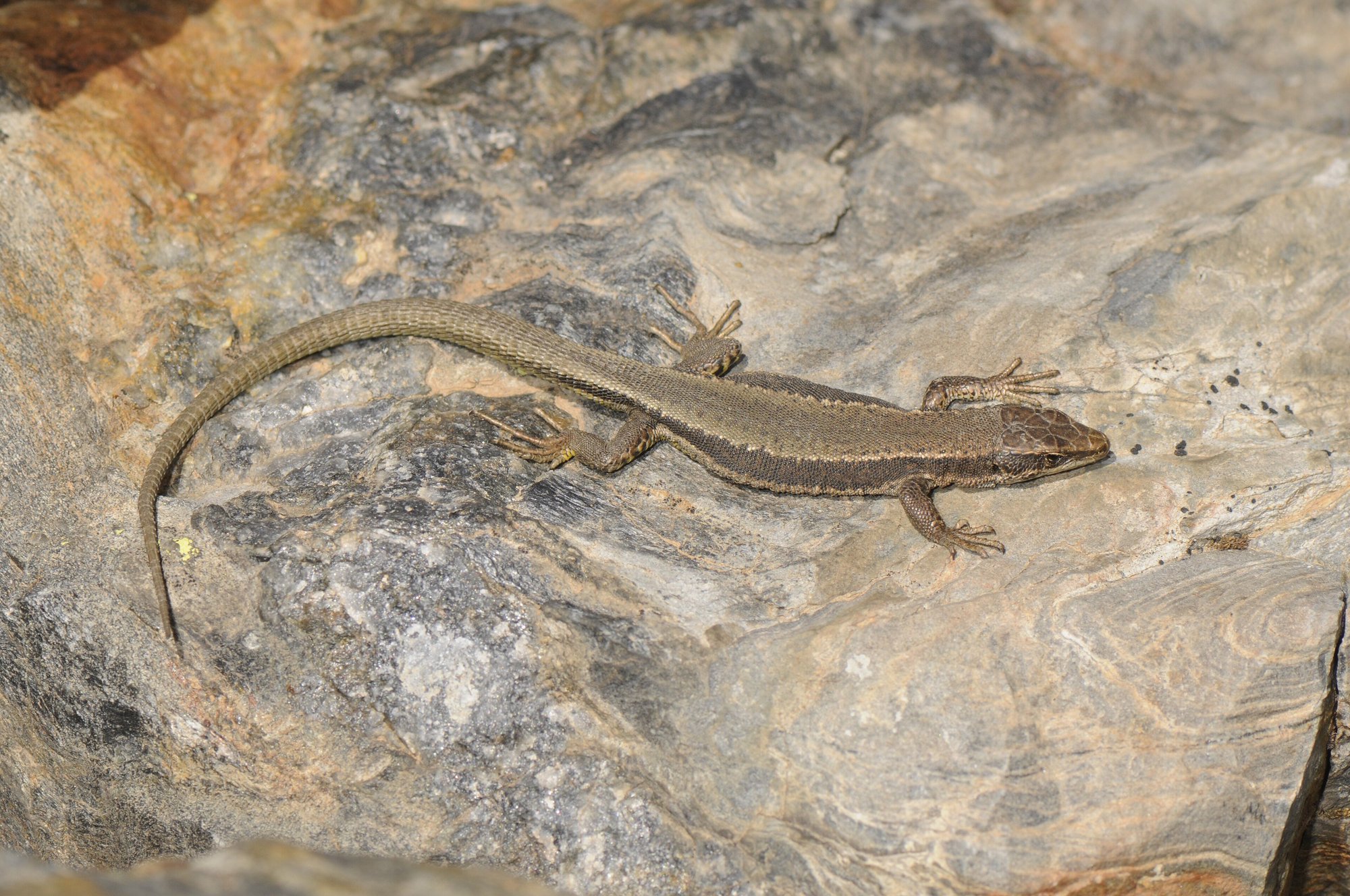 Aurelios Gebirgseidechse (Iberolacerta aurelioi), typisches Aussehen der Art