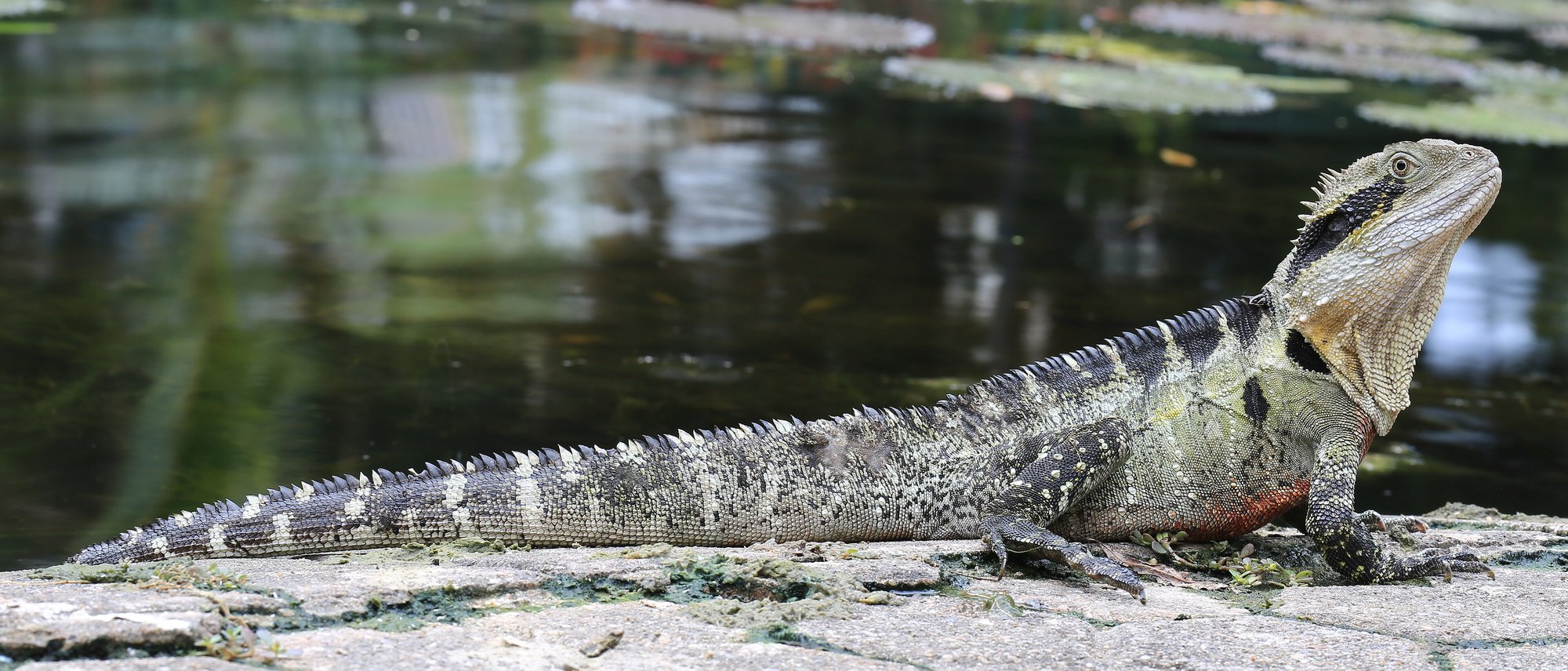 Australische Wasseragame – Östlich (Intellagama lesueurii lesueurii), typisches Aussehen der Art