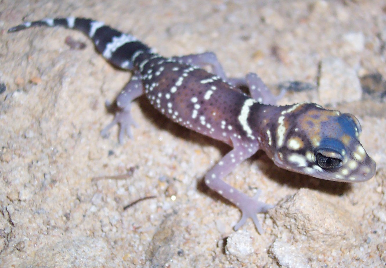 Australischer Dickschwanzgecko (Underwoodisaurus milii), typisches Aussehen der Art