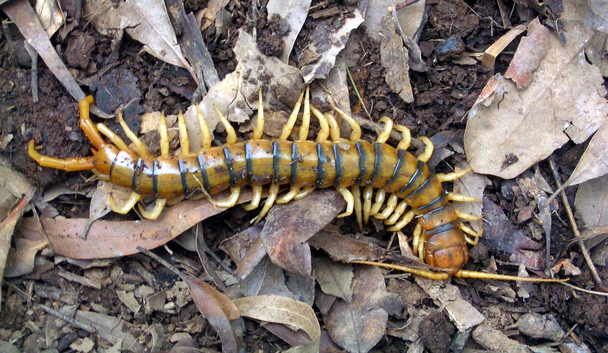 Australischer Riesenläufer (Ethmostigmus rubripes), typisches Aussehen der Art