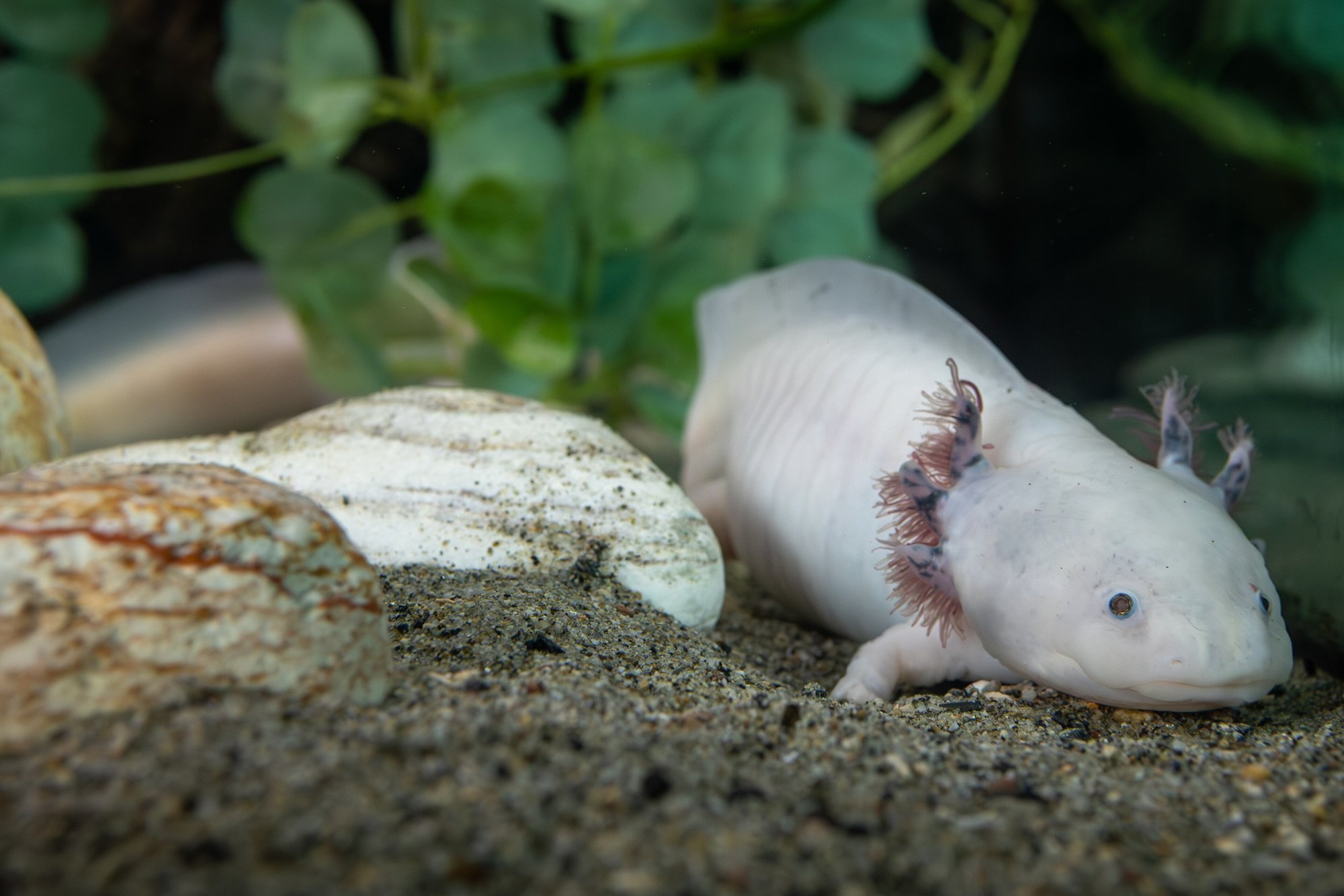 Axolotl (Ambystoma mexicanum), typisches Aussehen der Art