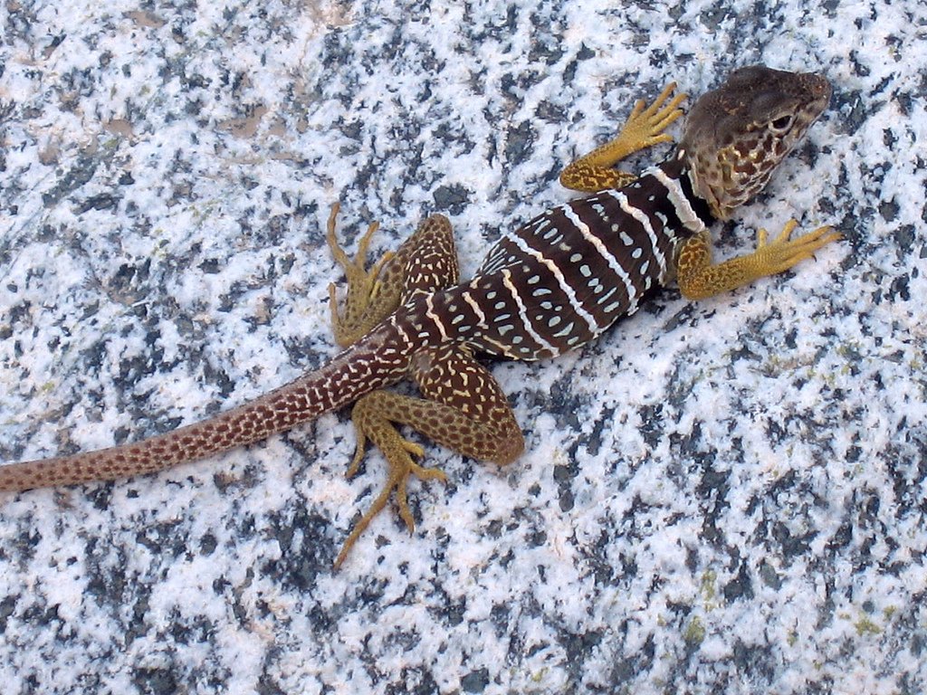 Baja-Halsbandleguan (Crotaphytus vestigium), typisches Aussehen der Art