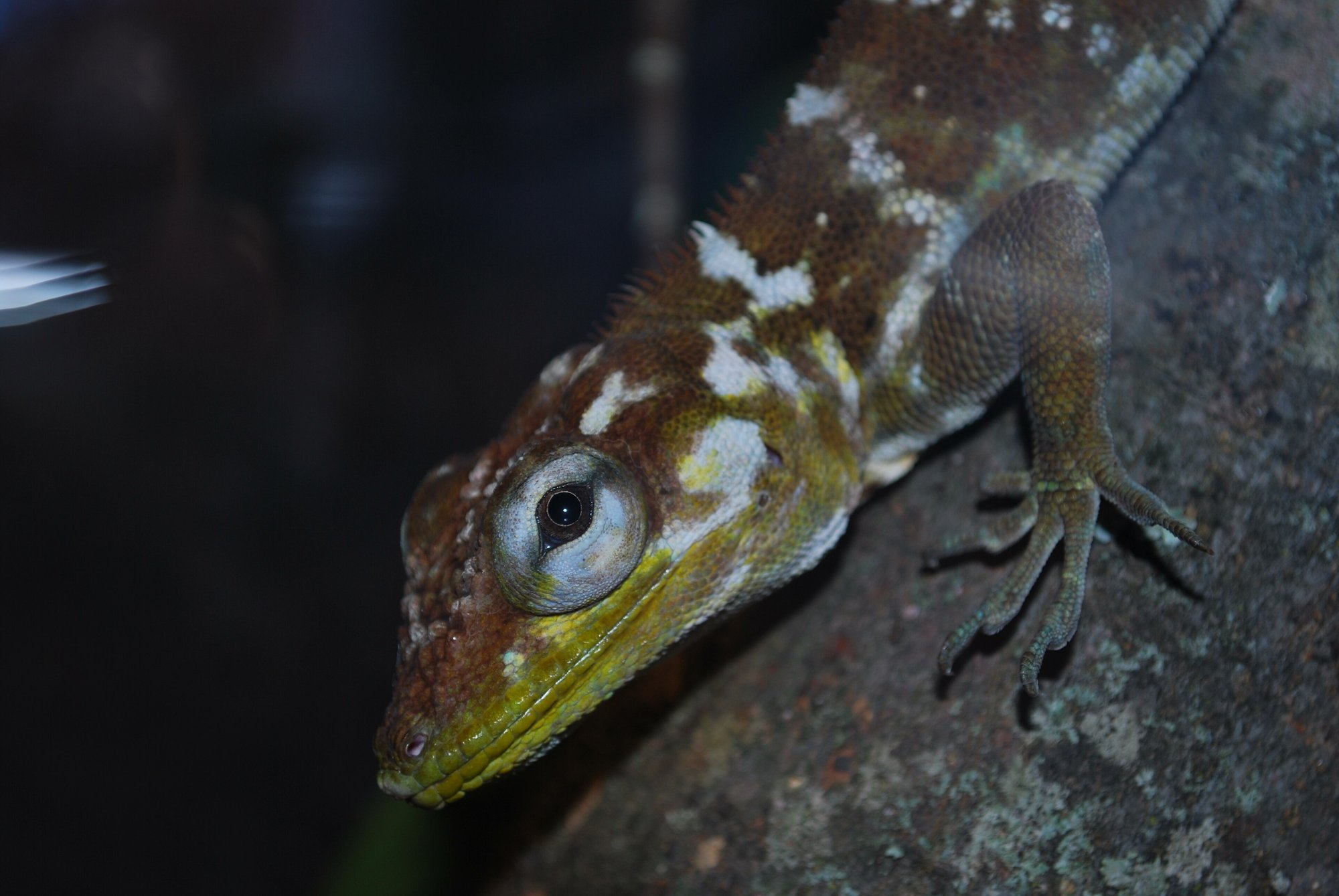 Baleatus-Riesenanolis (Anolis baleatus), typisches Aussehen der Art