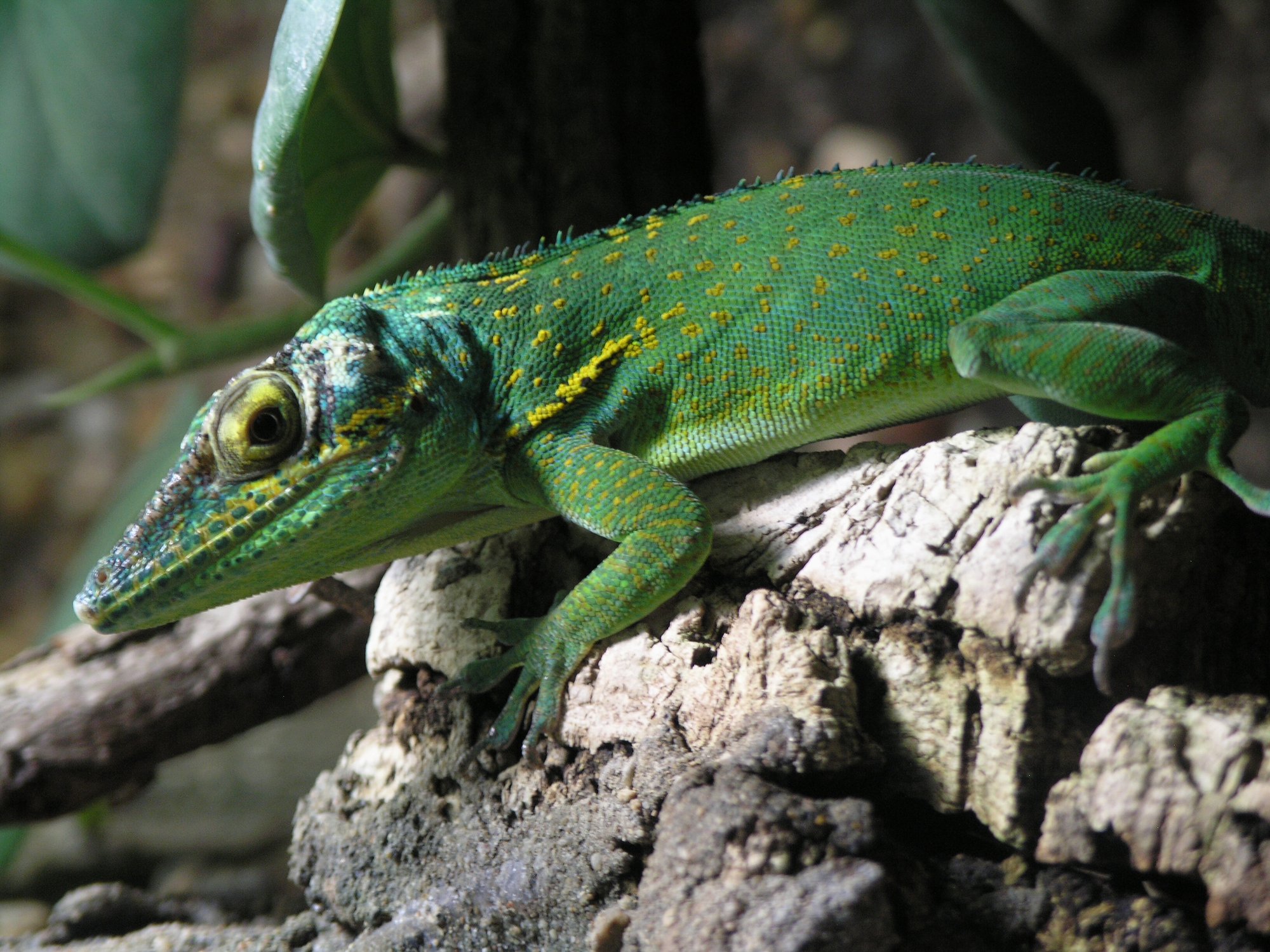 Baracoa-Riesenanolis (Anolis baracoae), typisches Aussehen der Art