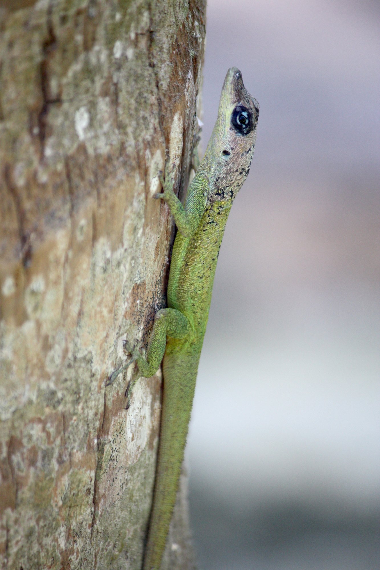 Barbados-Anolis (Anolis extremus), typisches Aussehen der Art