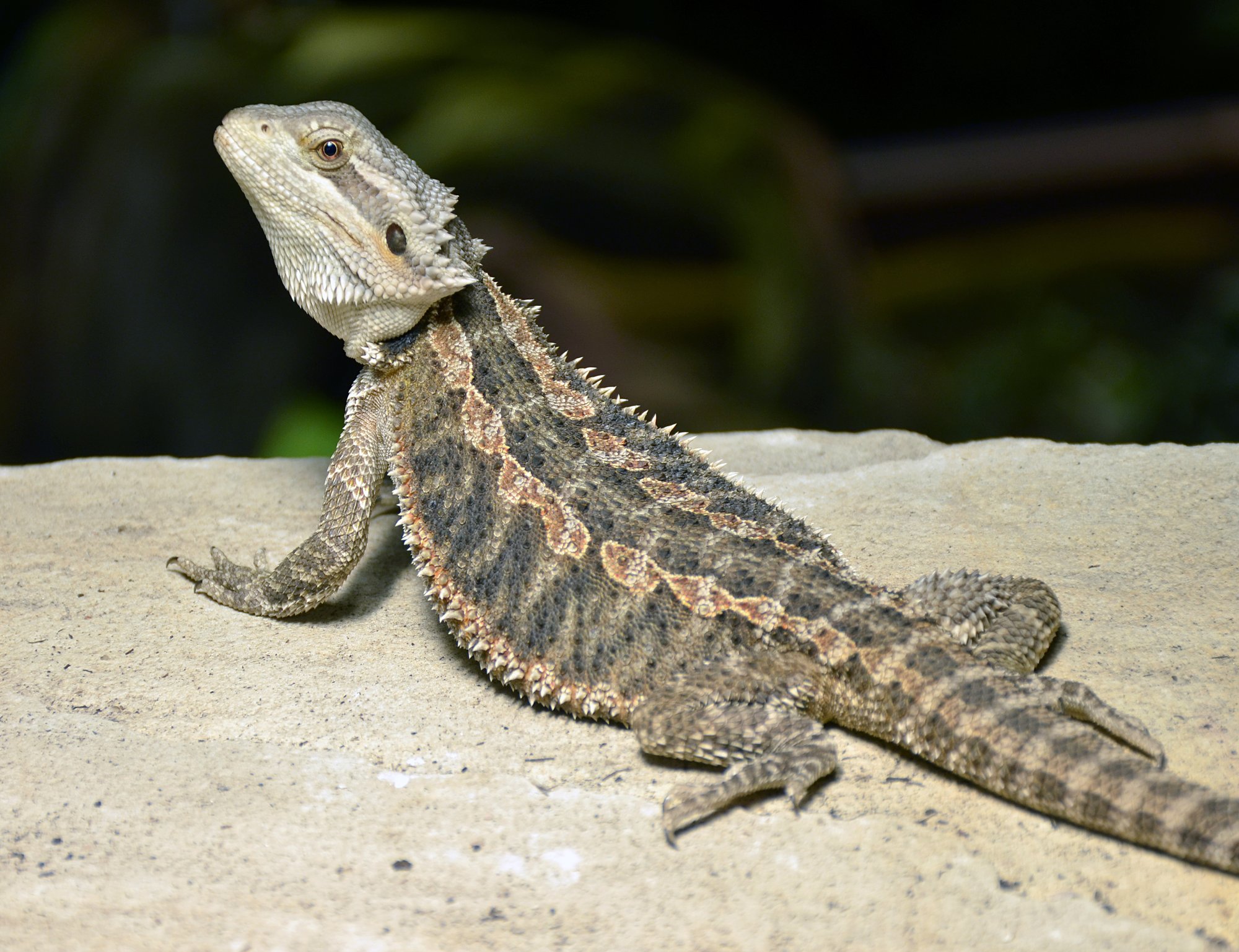 Barbiton Bartagame (Pogona barbata), typisches Aussehen der Art