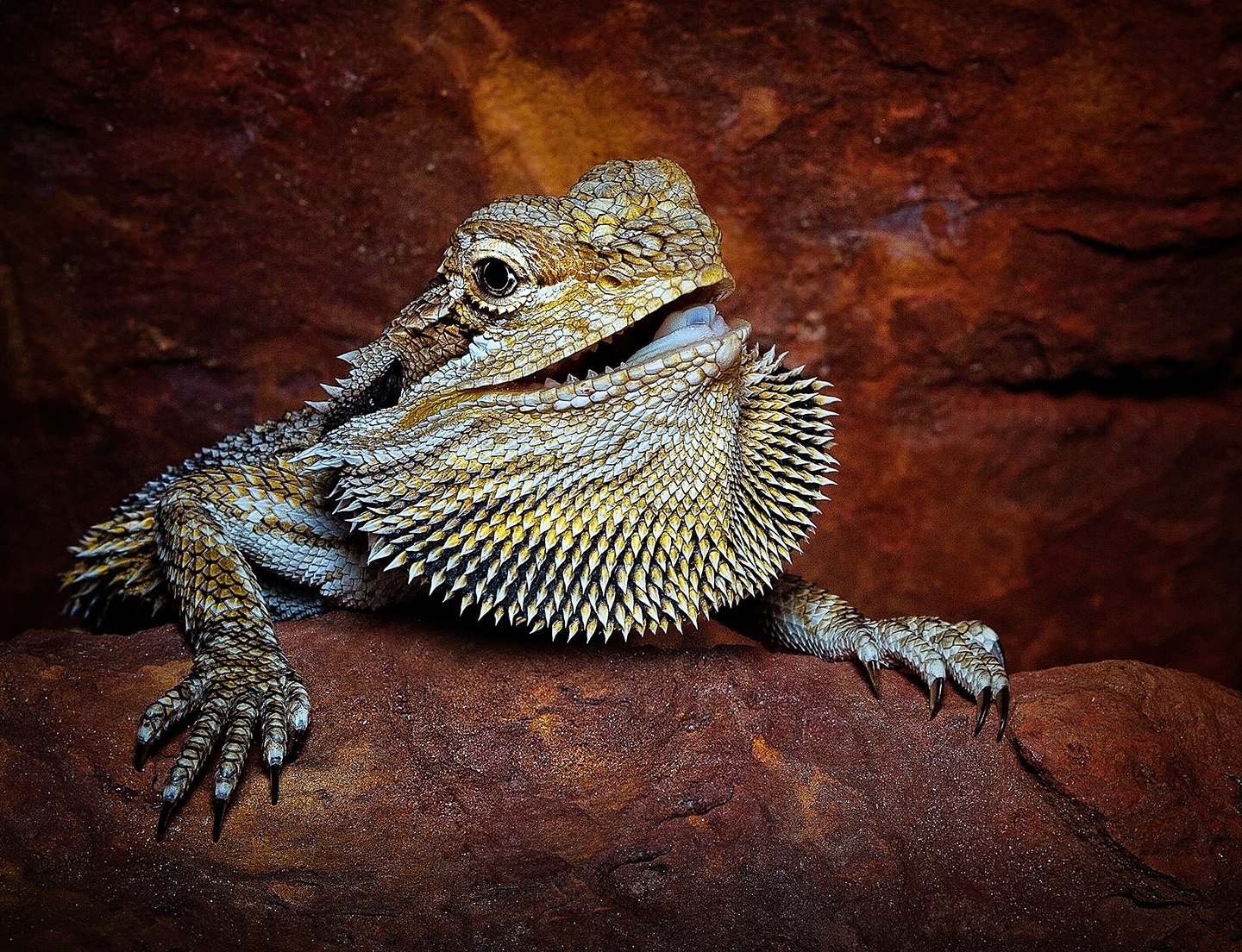 Bartagame (Pogona vitticeps), typisches Aussehen der Art