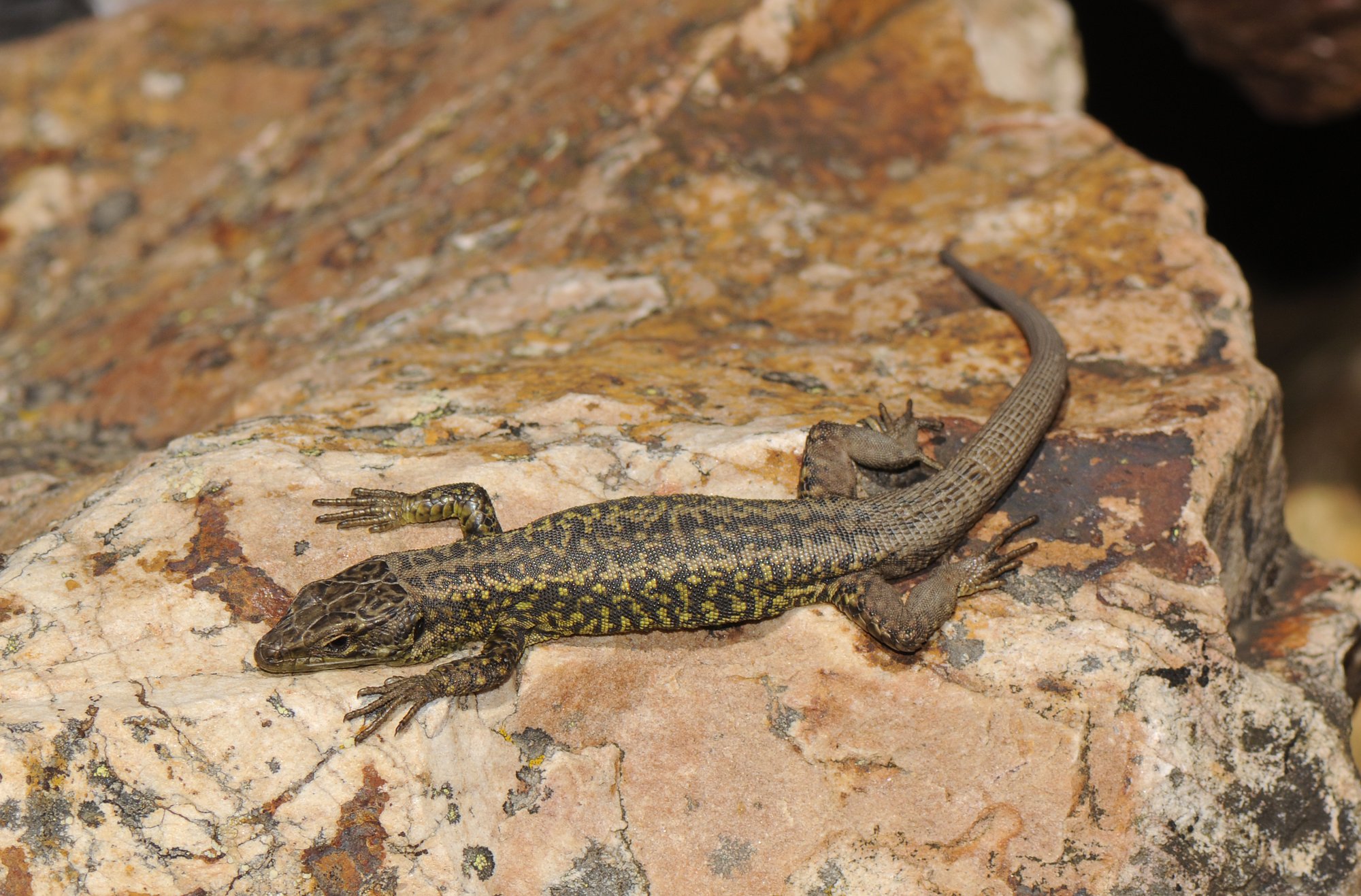 Batuecas-Gebirgseidechse (Iberolacerta martinezricai), typisches Aussehen der Art