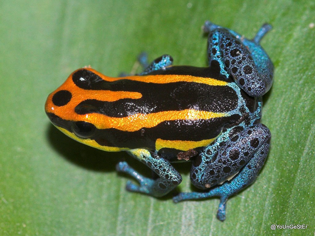 Baumsteiger (Ranitomeya amazonica), typisches Aussehen der Art