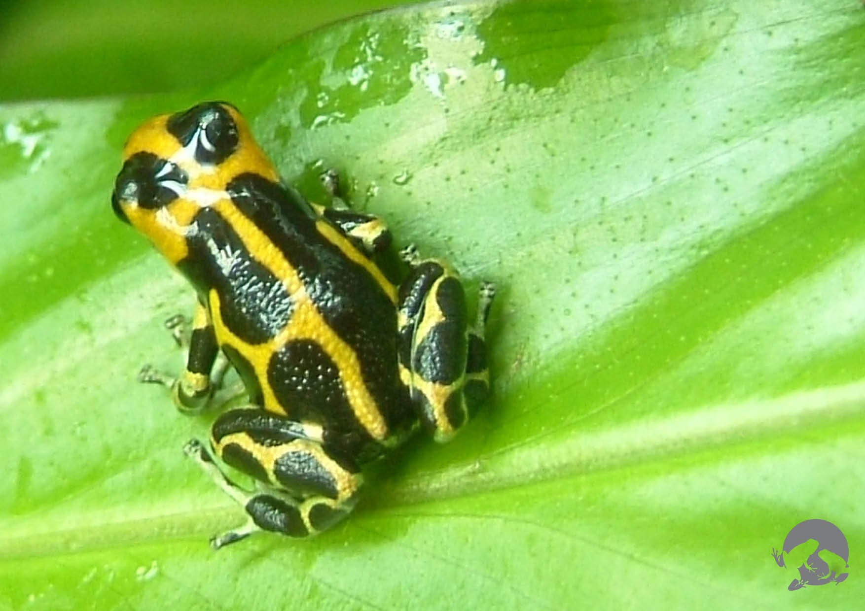 Baumsteiger (Ranitomeya imitator), typisches Aussehen der Art
