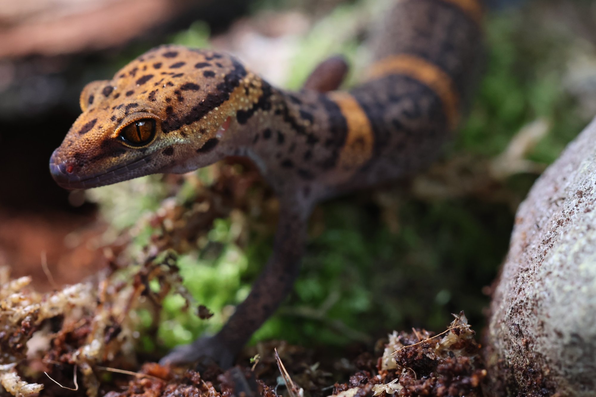 Bawangling-Höhlengecko (Goniurosaurus bawanglingensis), typisches Aussehen der Art