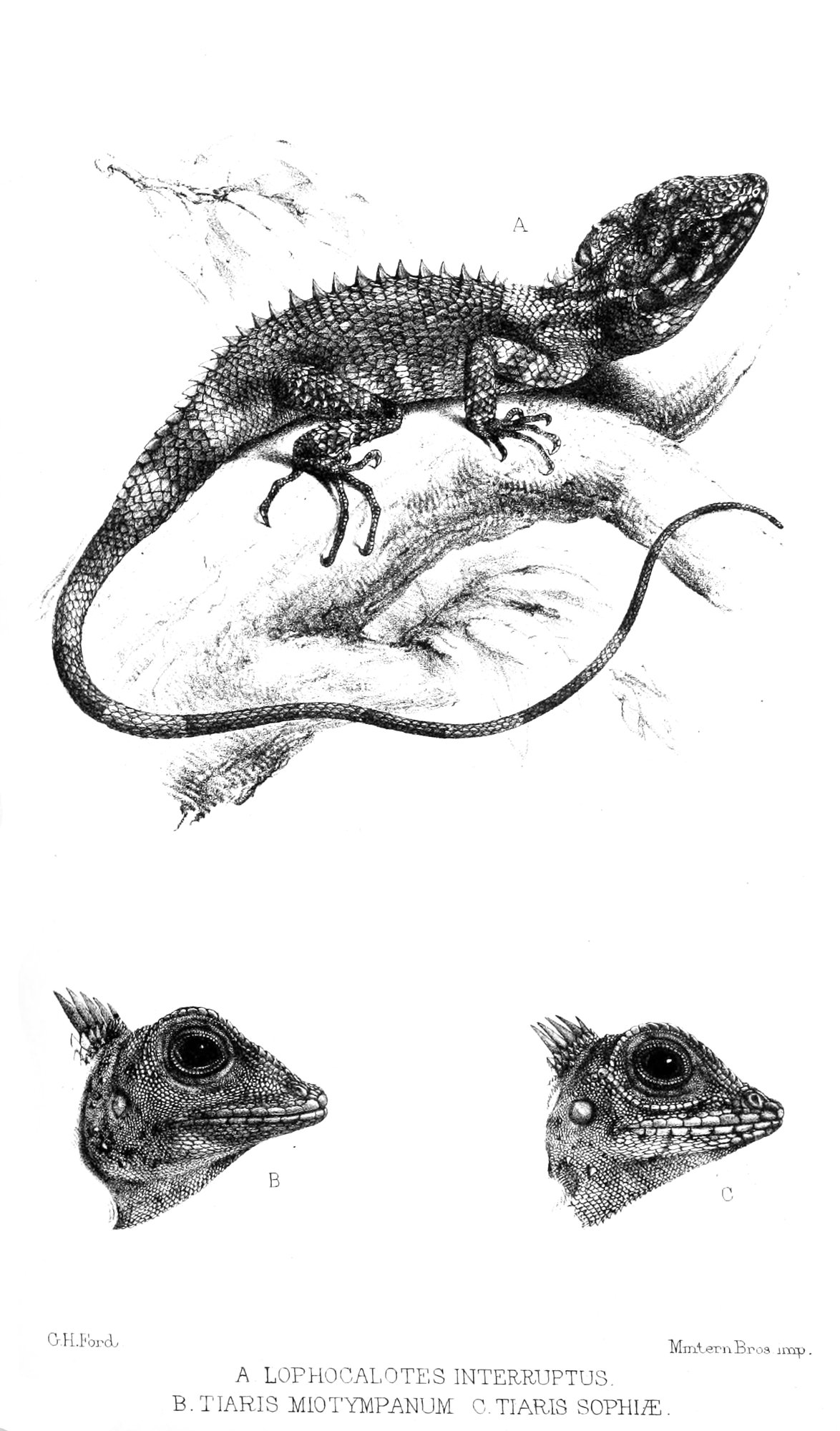 Bellii-Waldagame (Gonocephalus bellii), typisches Aussehen der Art