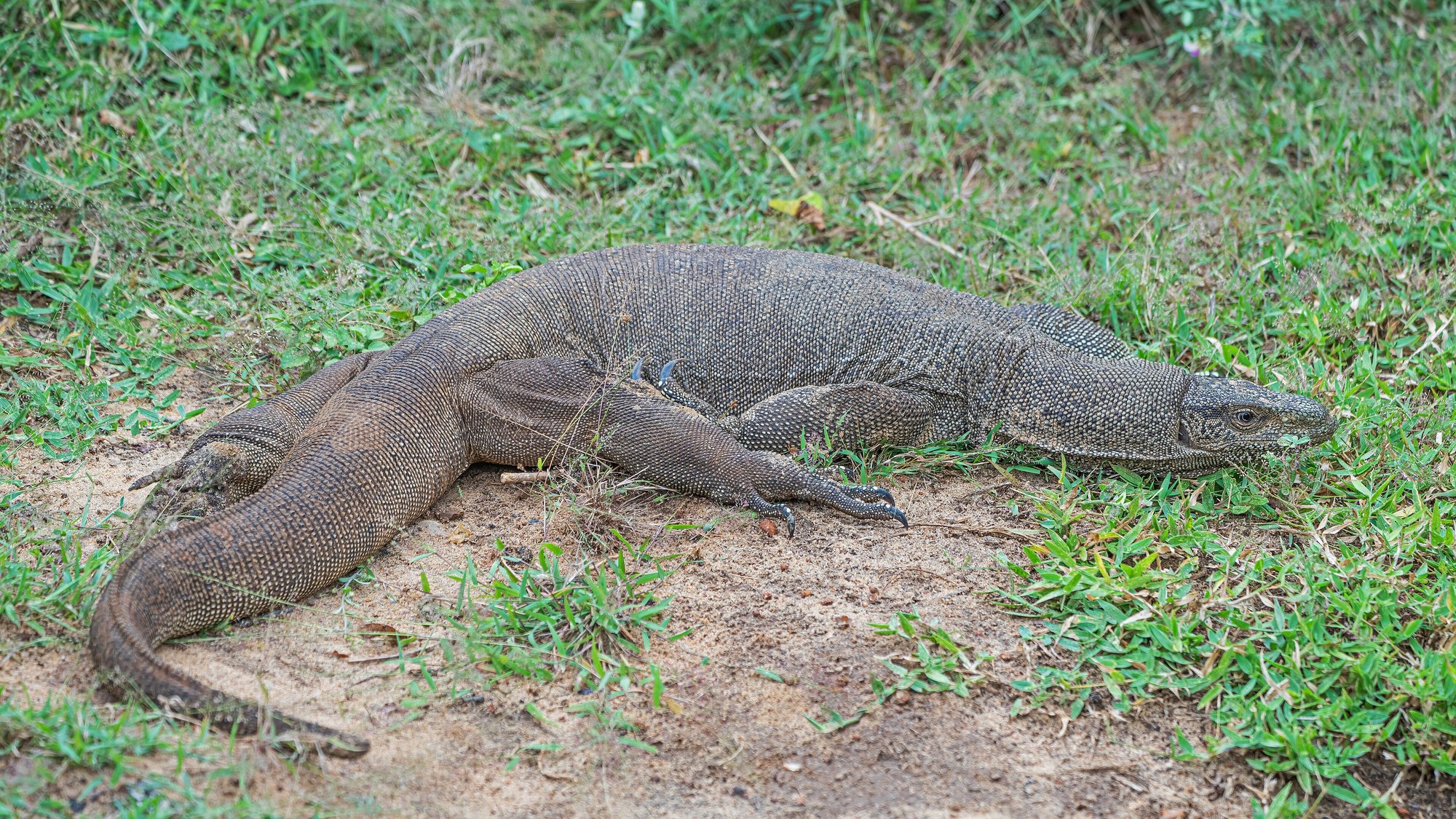Bengalischer Waran (Varanus bengalensis), typisches Aussehen der Art